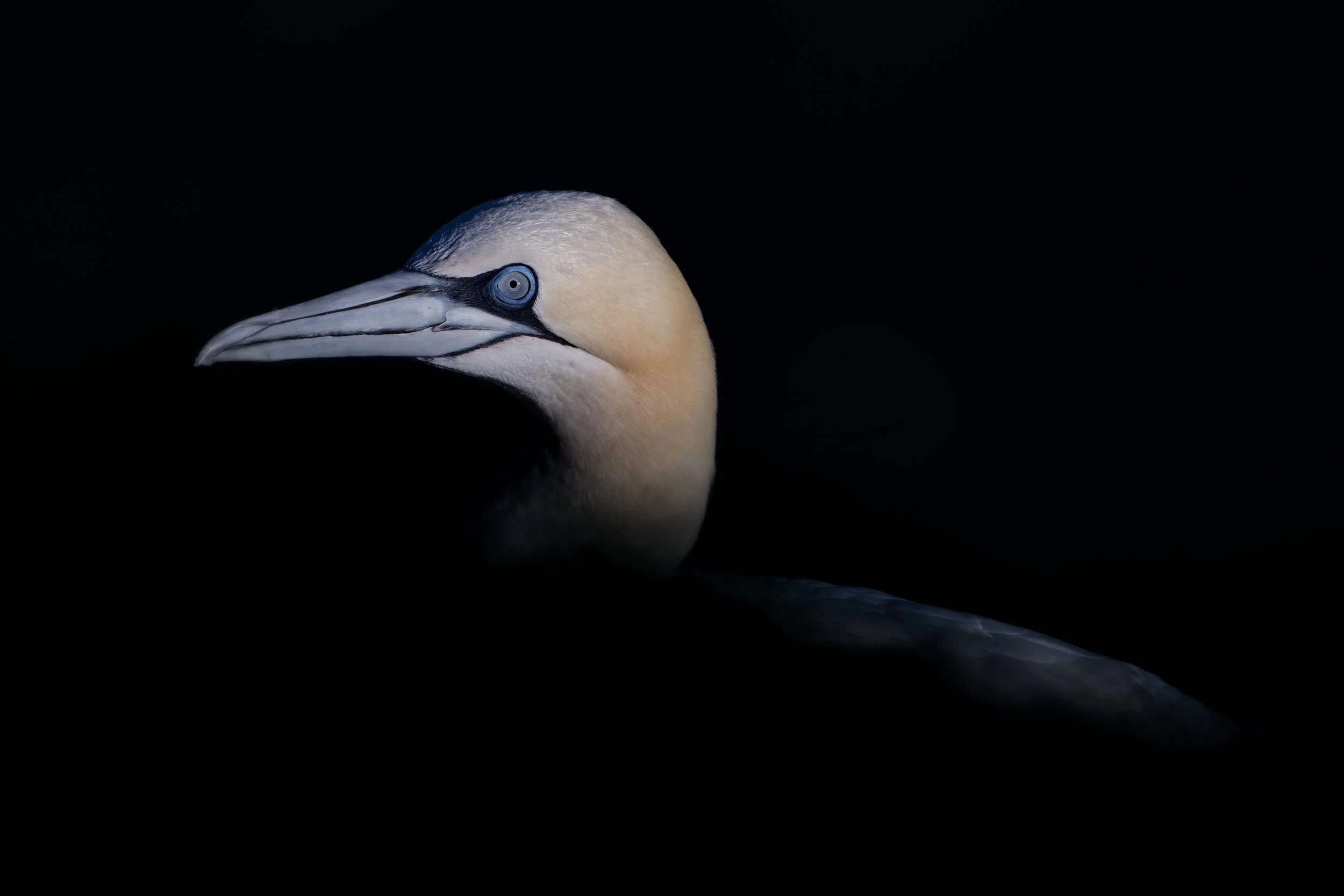 Gannet low key (WB035)
