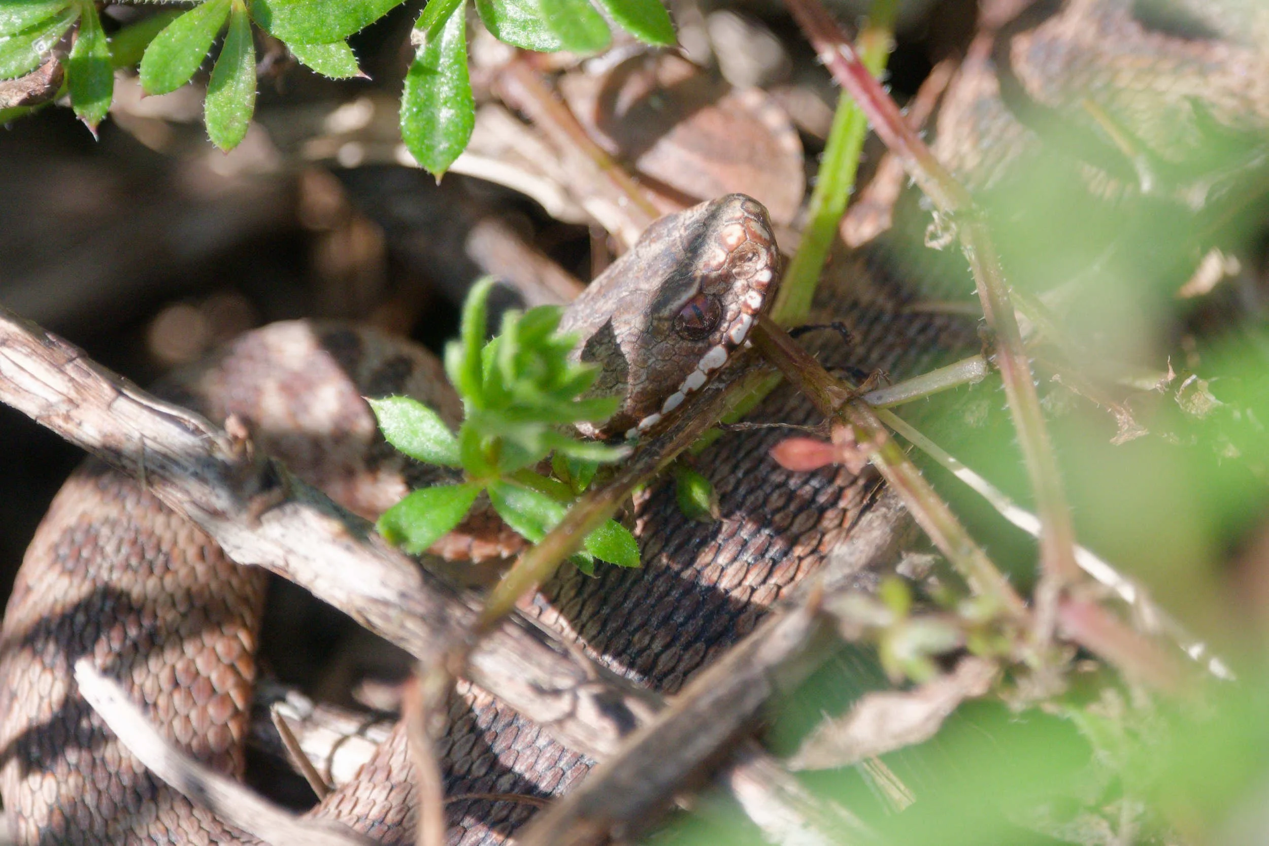 Adder 80 - 18/3/2026