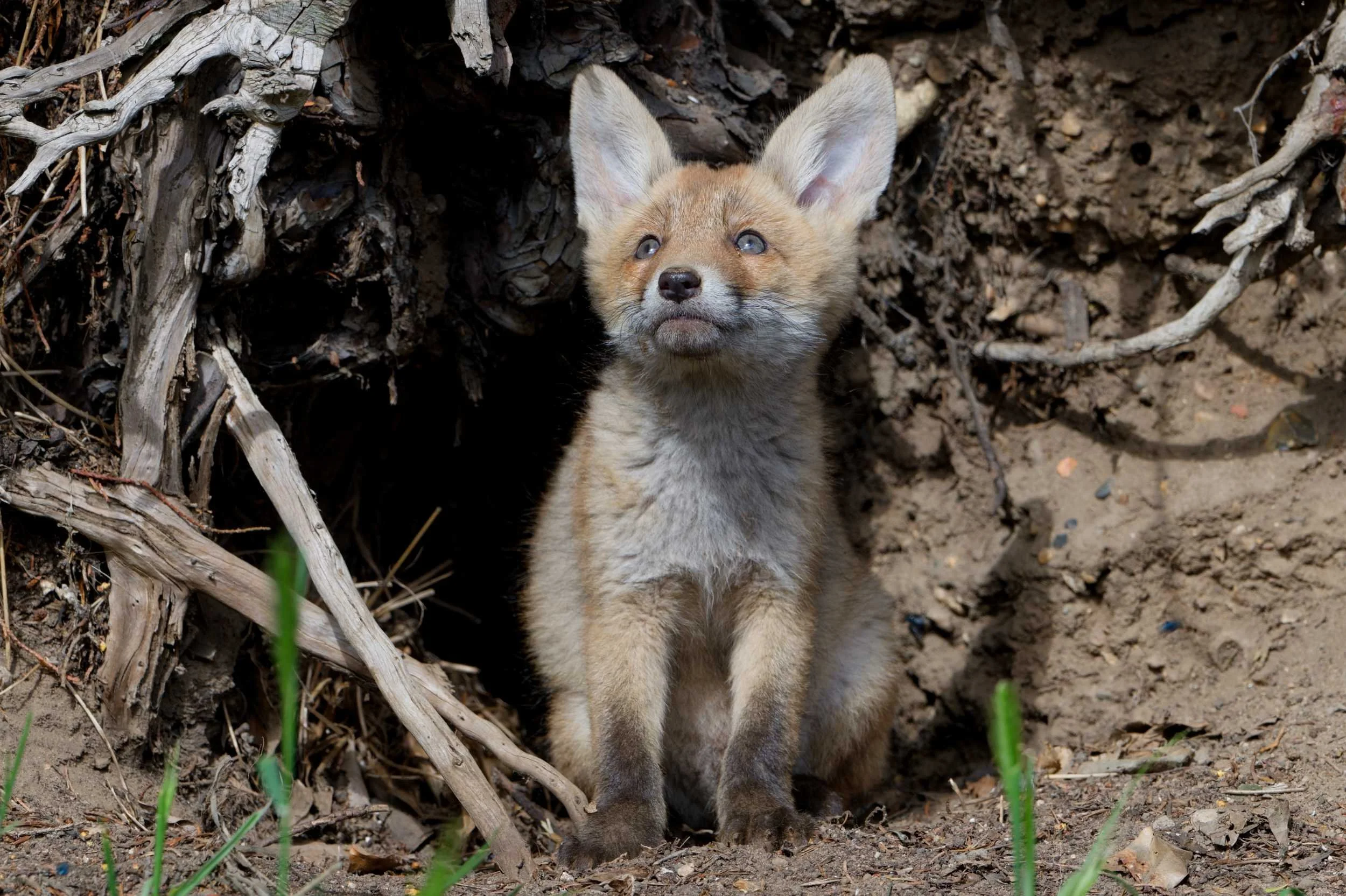 Fox Cubs (MAM044)