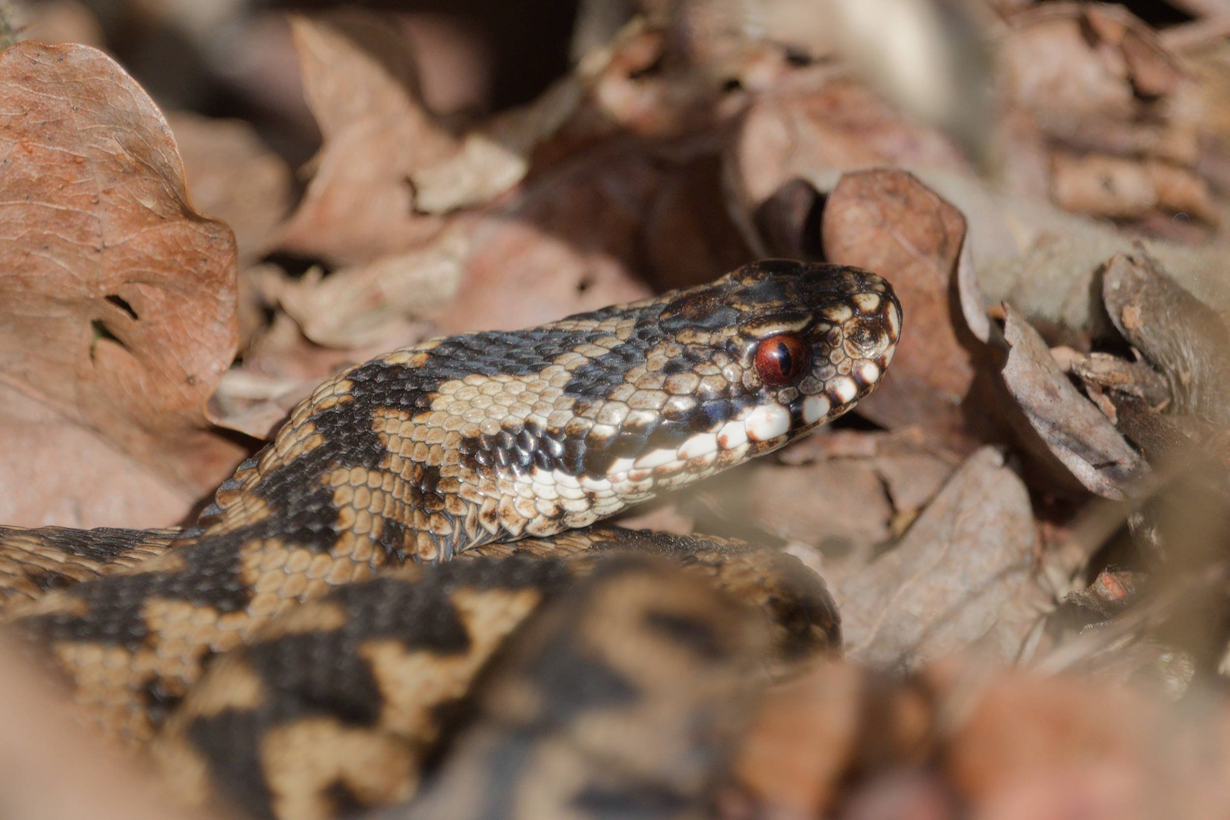Adder 79 - 5/3/2026