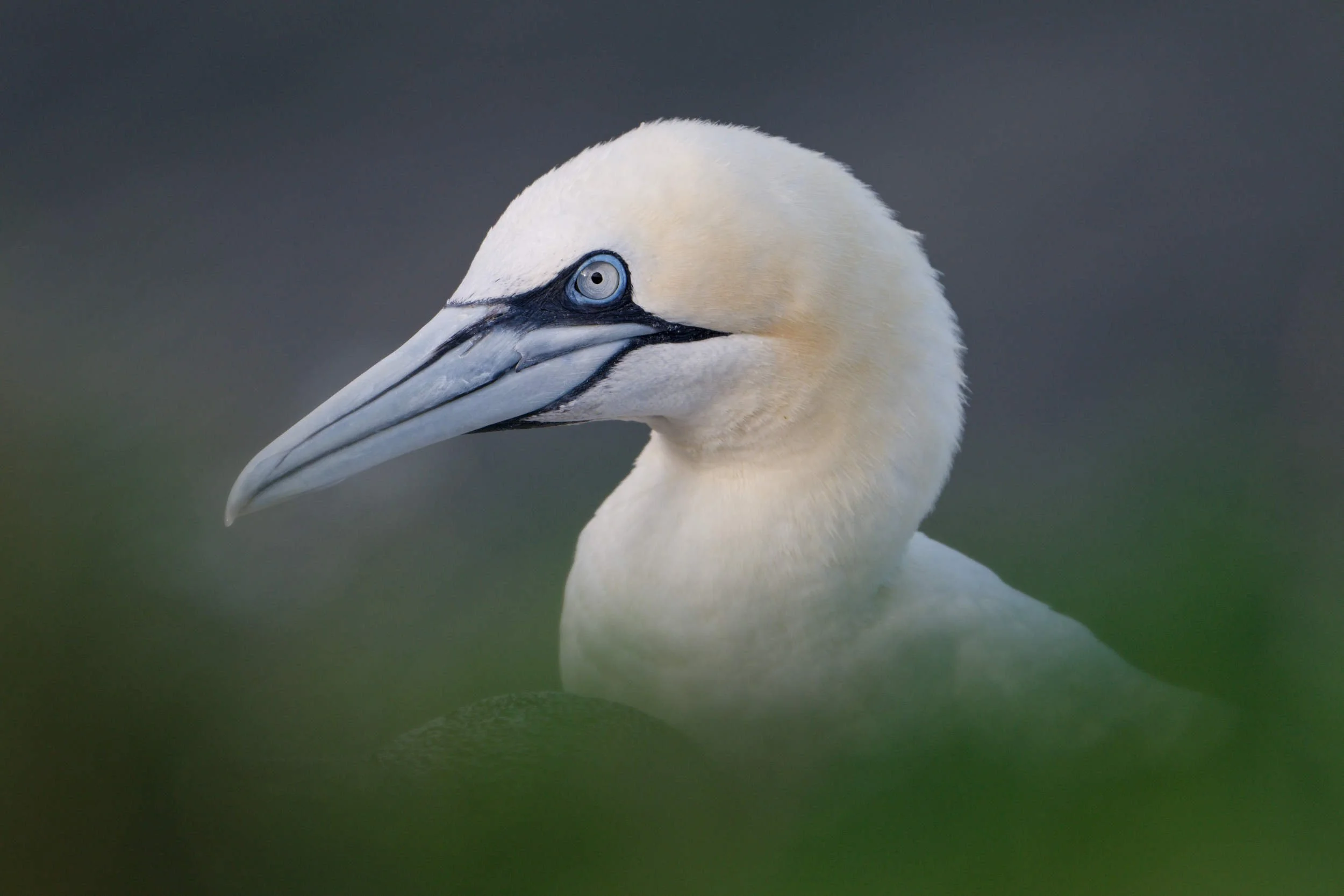 Gannet (WB032)