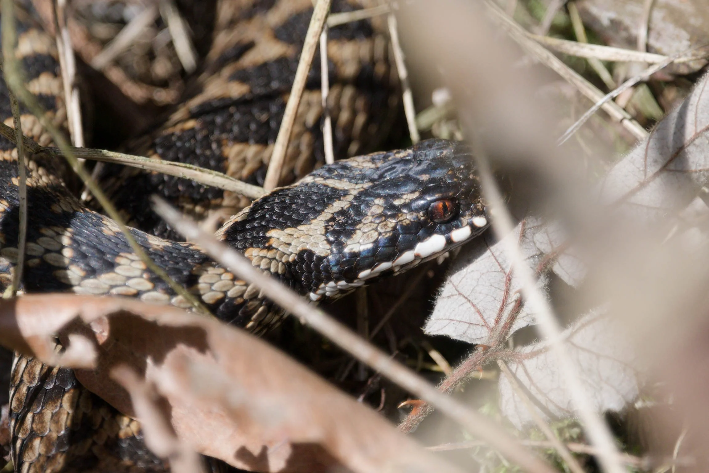 Adder 78 - 2/3/2026
