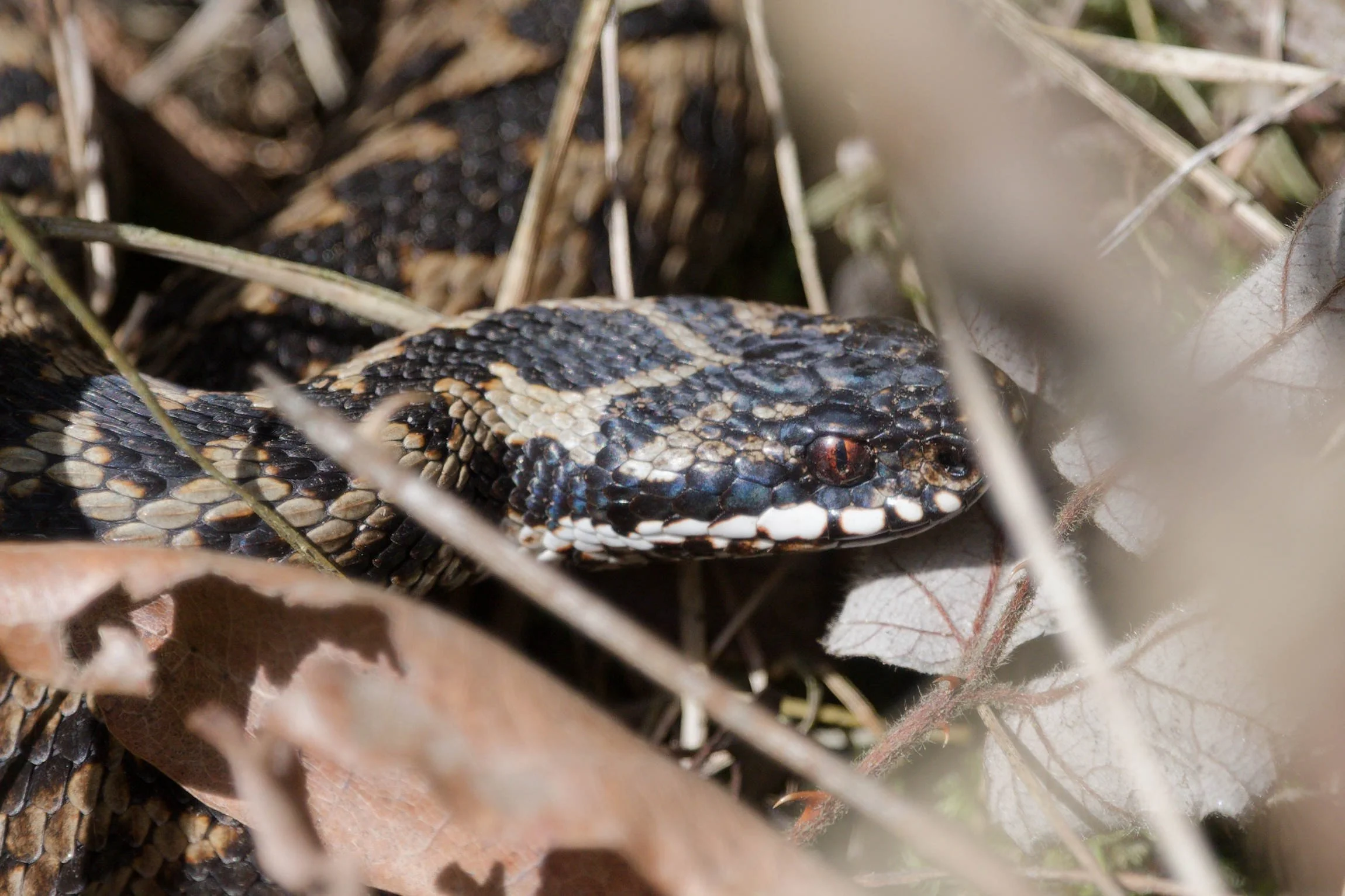 Adder 78 - 2/3/2026
