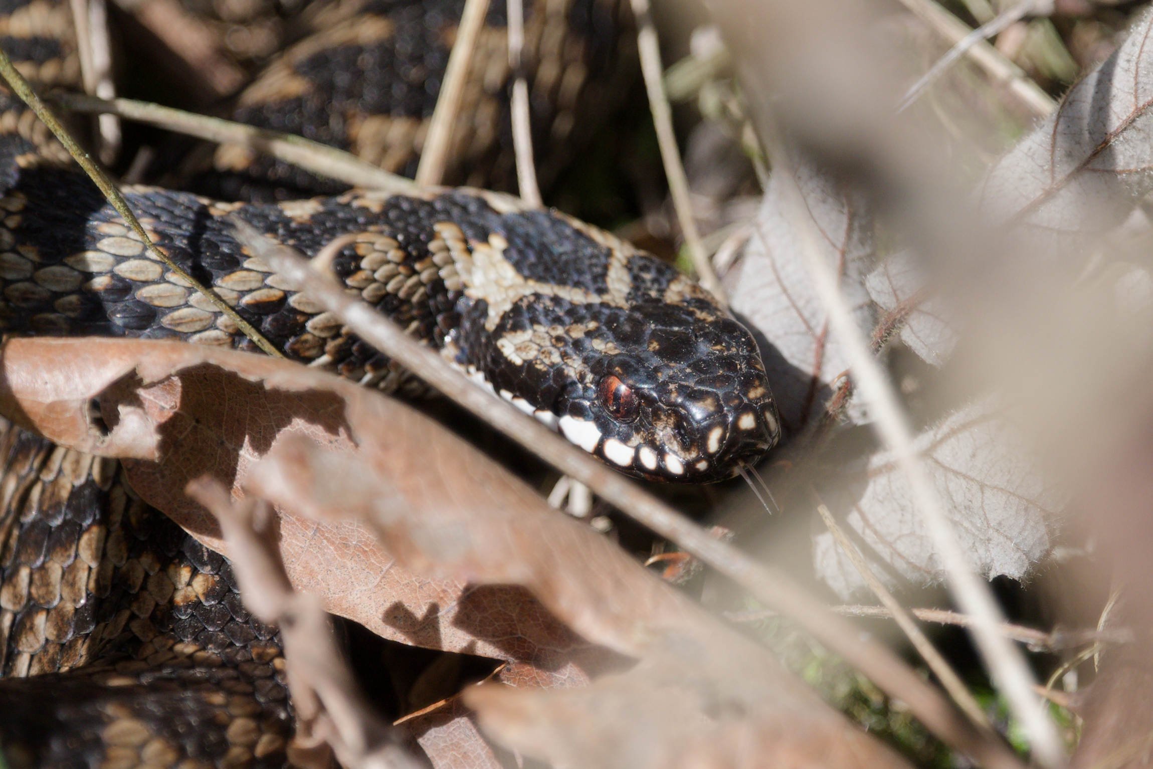 Adder 78 - 2/3/2026
