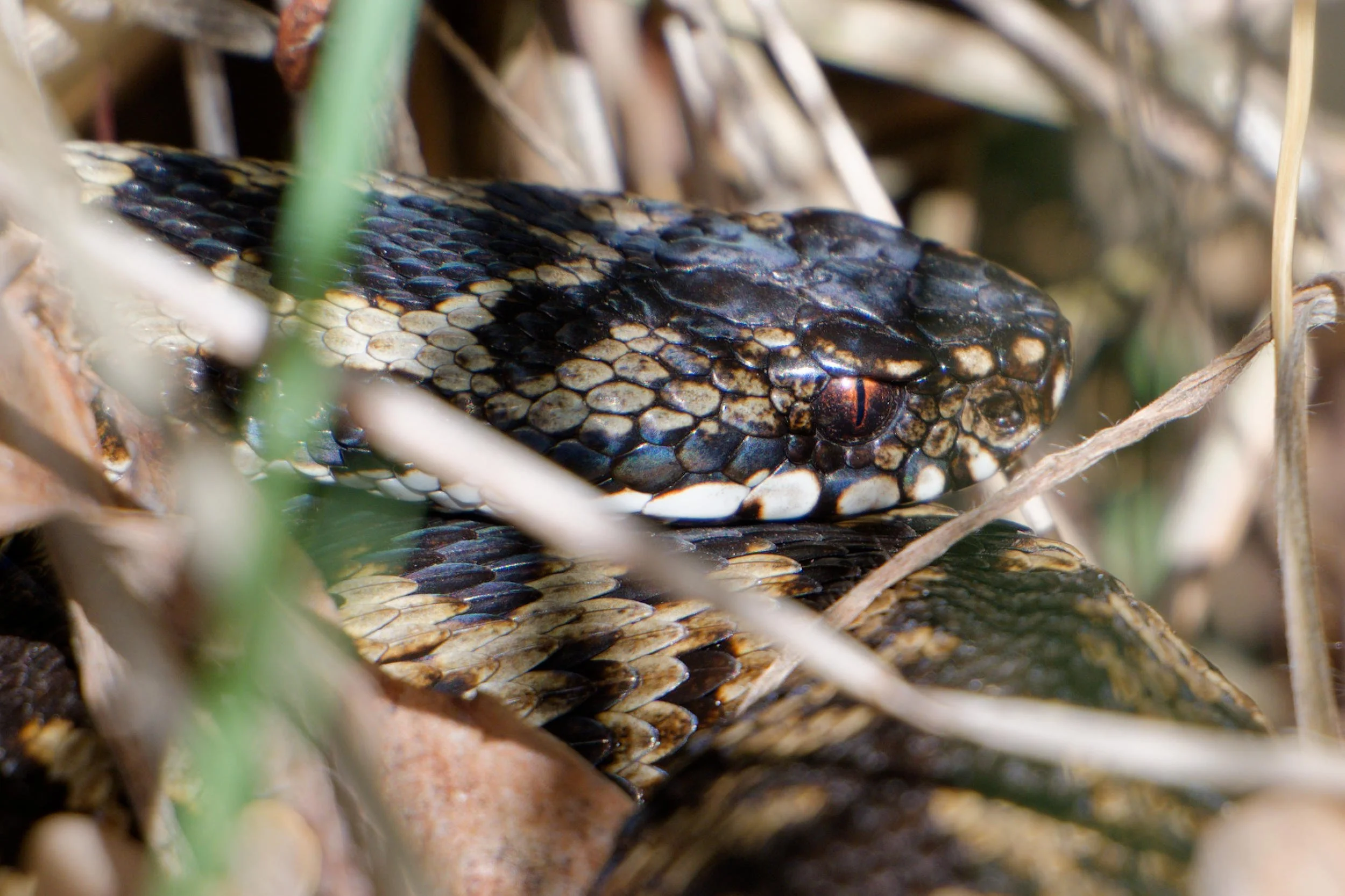 Adder 74 - 2/10/2026