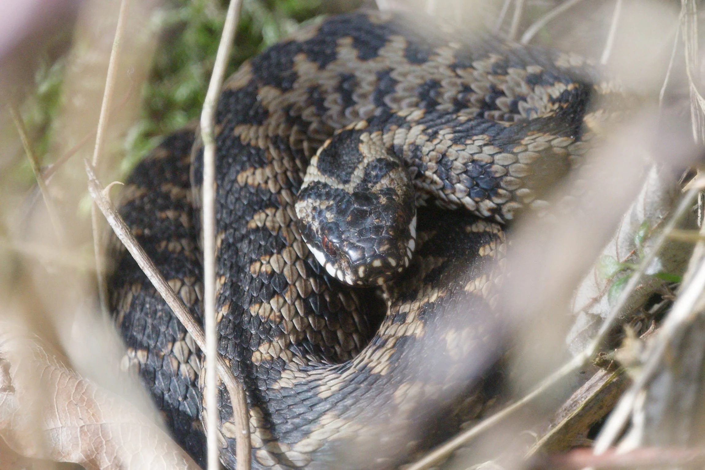 Adder 78 - 2/3/2026
