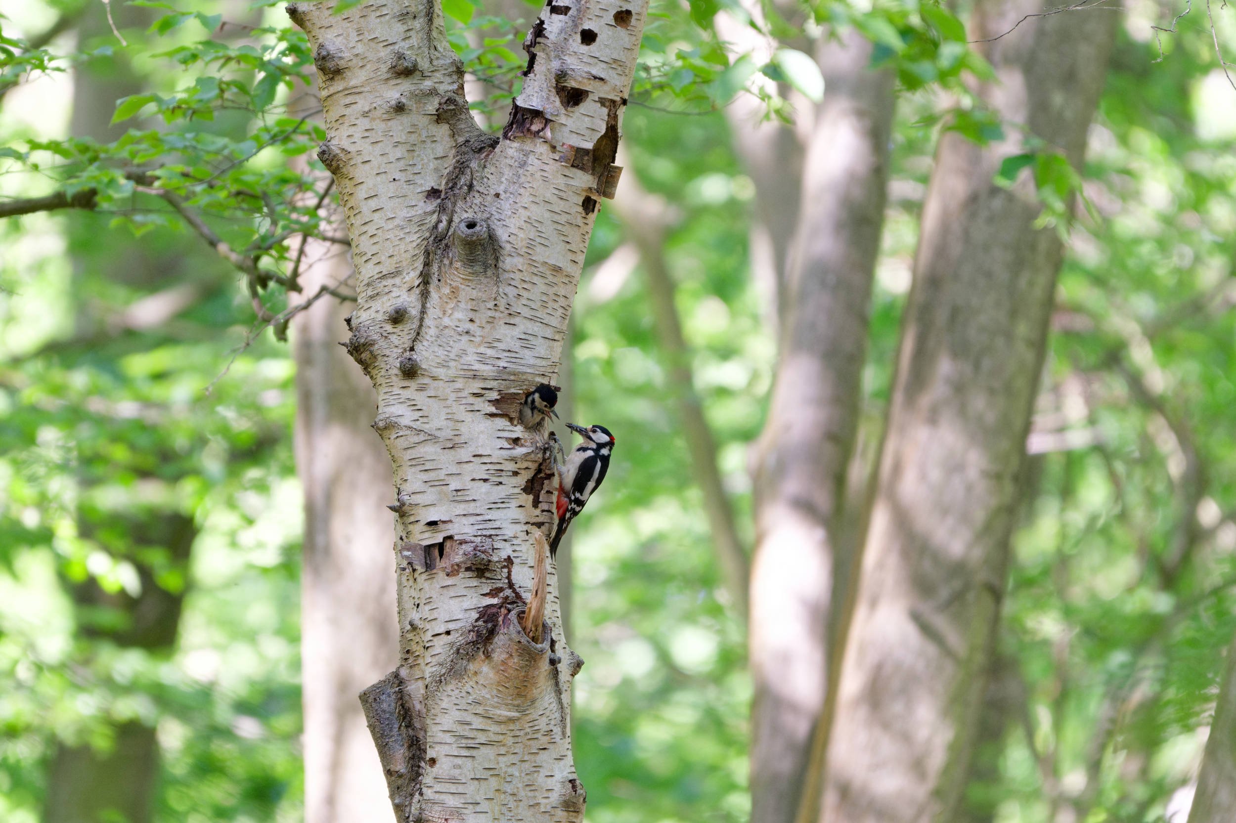 Great Spotted Woodpecker feeding Chick(GW037)