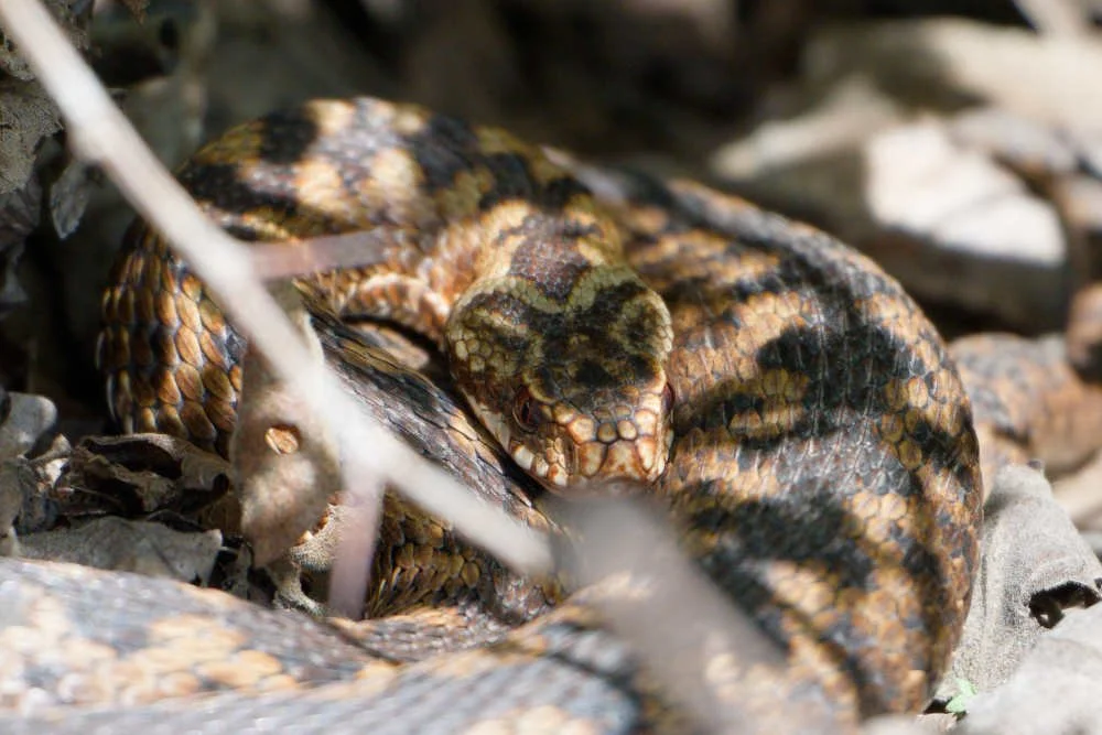 Adder 84 - 6/4/2026