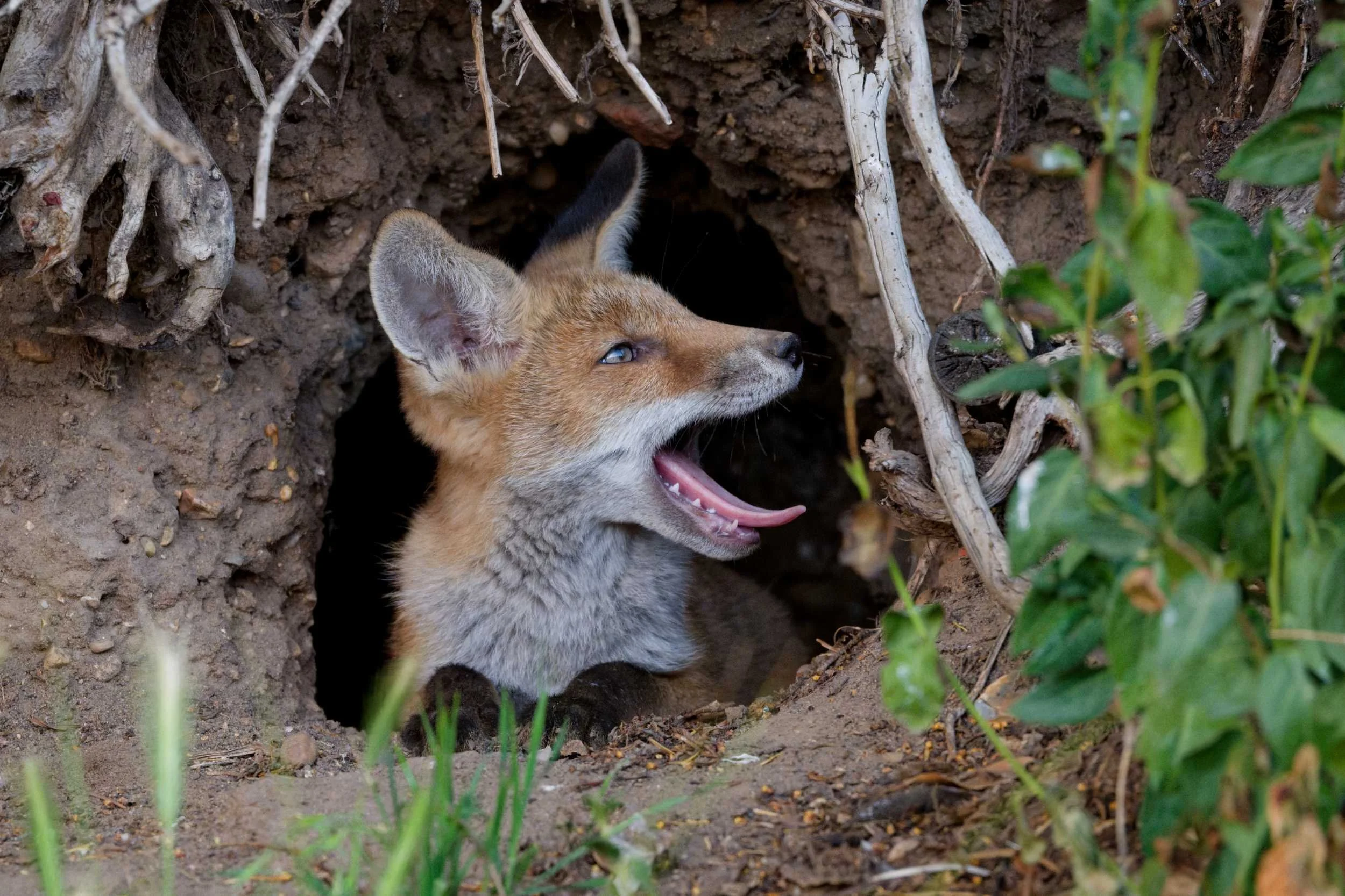 Fox Cub Yawning (MAM042)