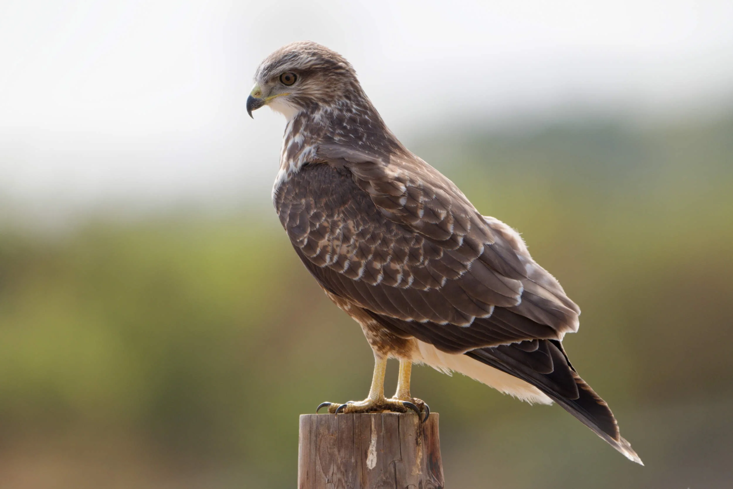 Buzzard on post (BOP018)
