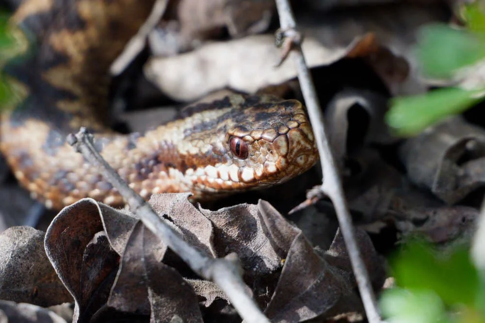Adder 84 - 6/4/2026