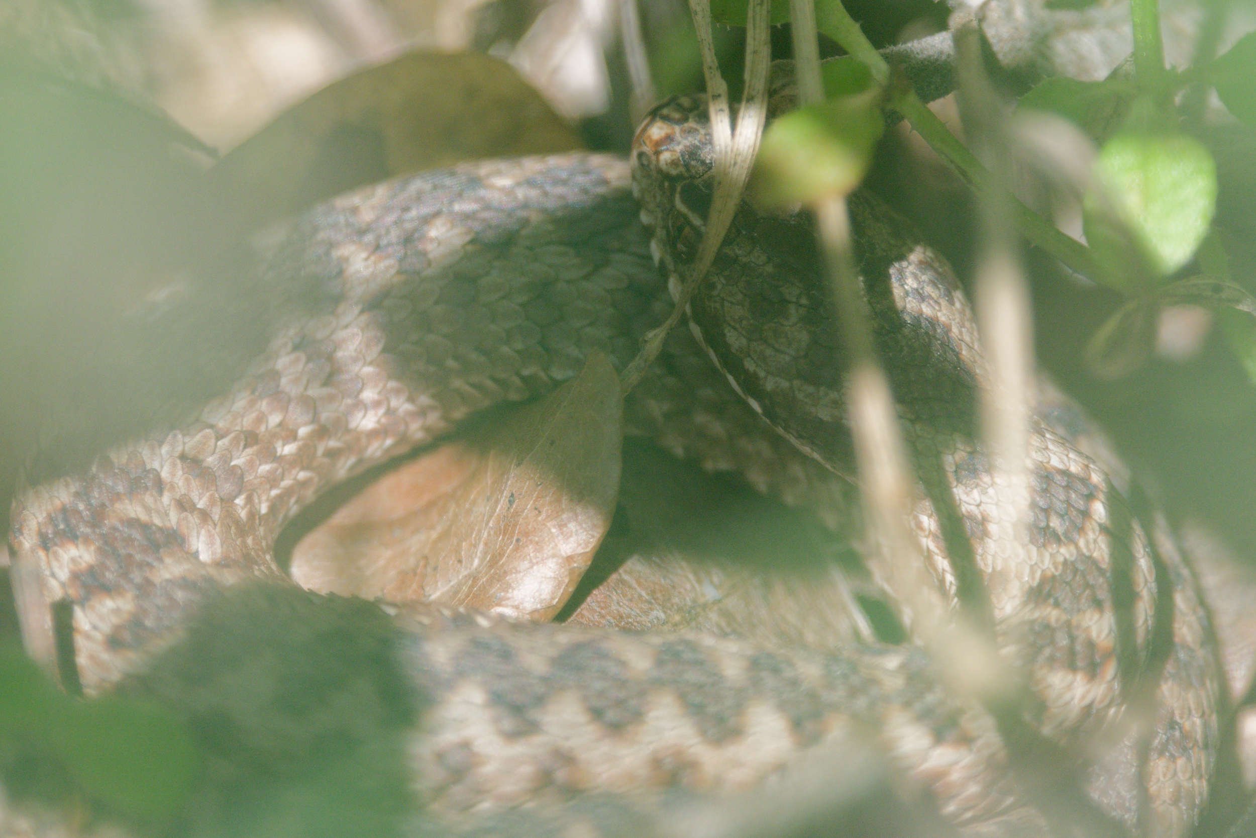 Adder 81 - 18/3/2026