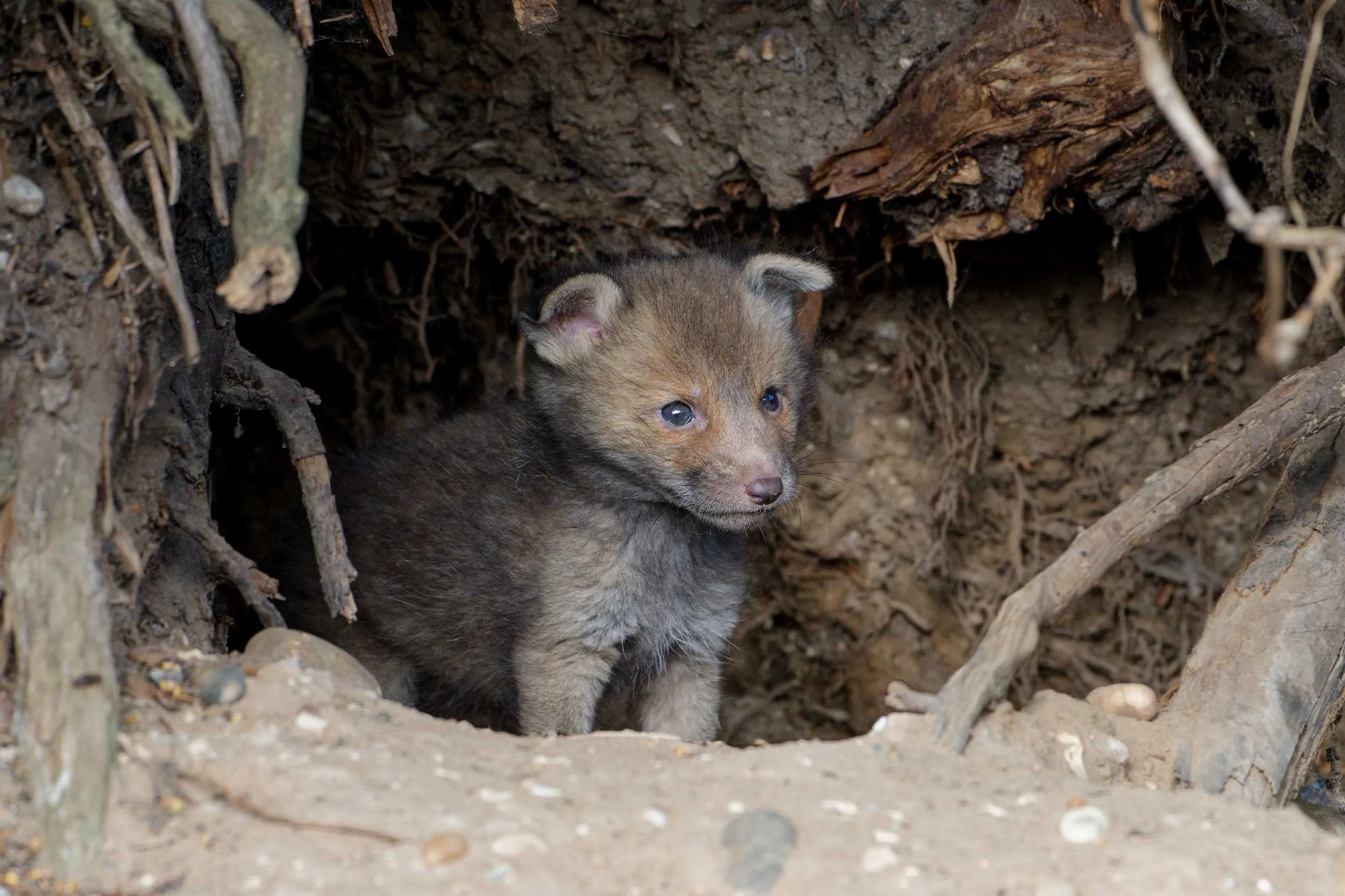 Fox Cubs (MAM048)