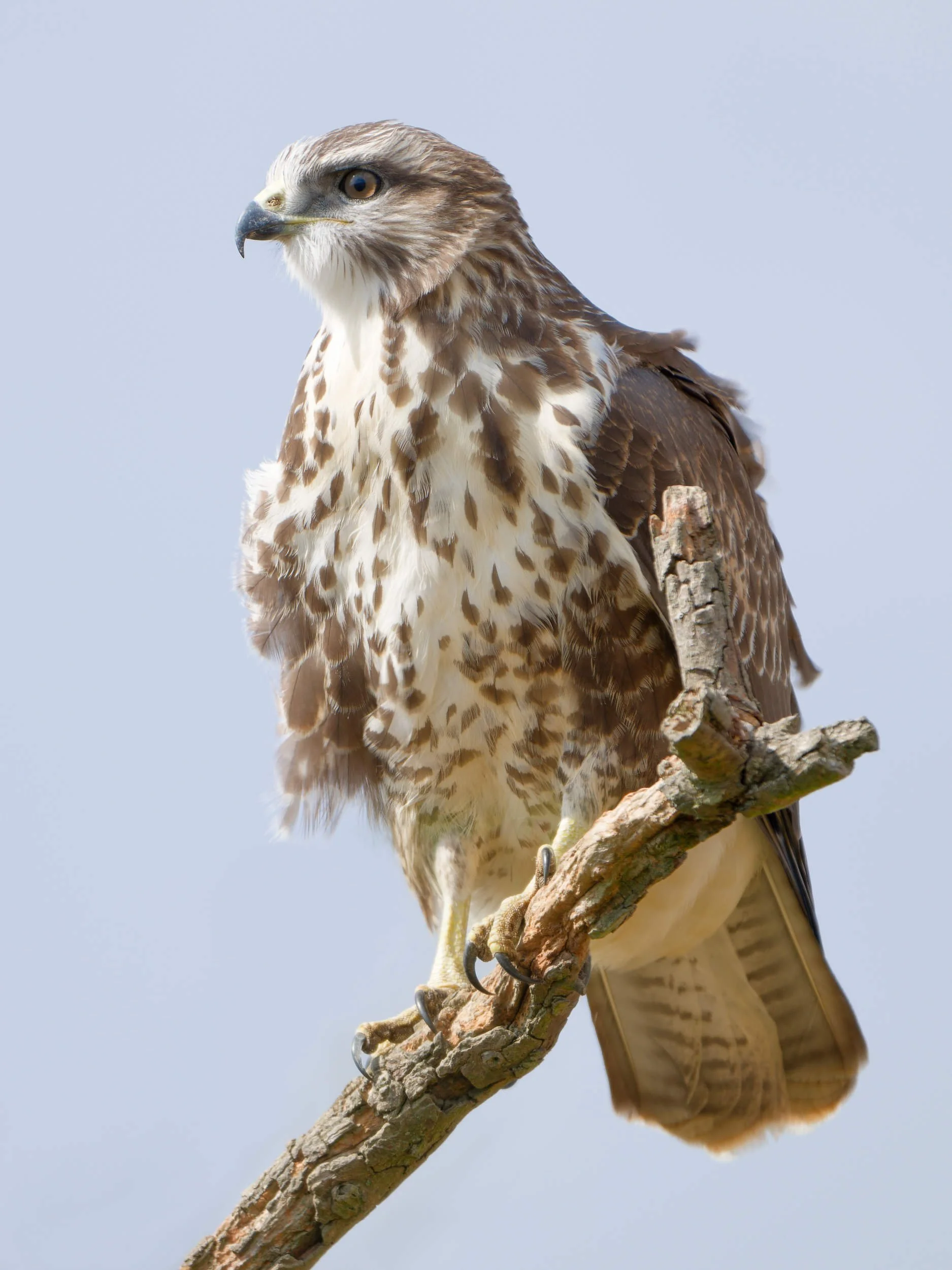 Buzzard on perch (BOP016)