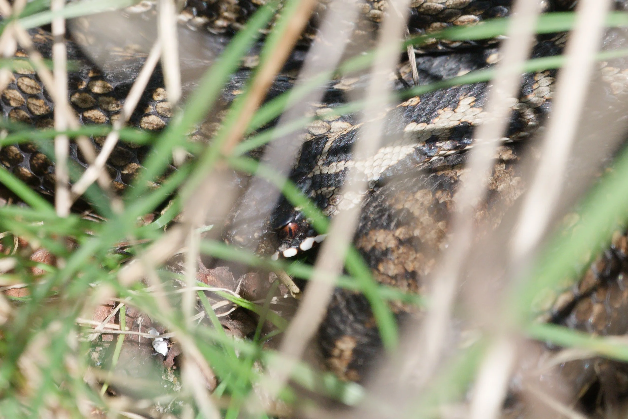 Adder 78 - 5/3/2026