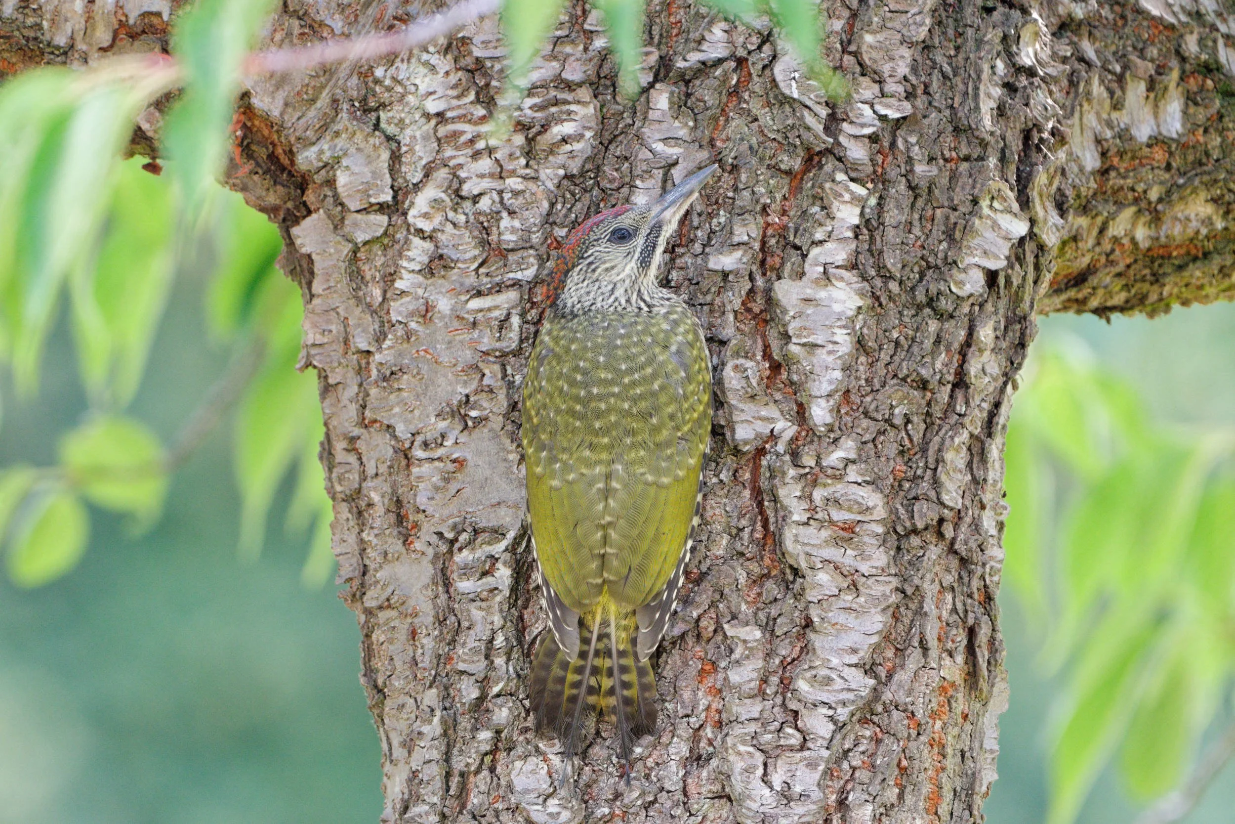 Green Woodpecker Chick (GW032)
