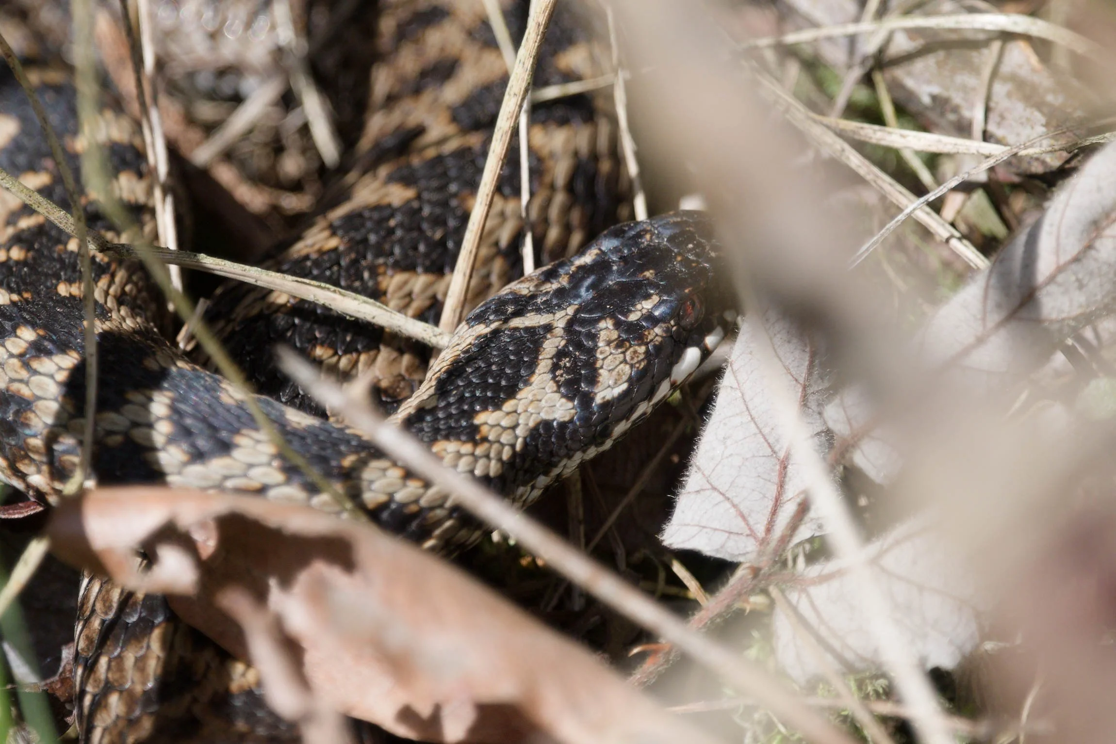 Adder 78 - 2/3/2026
