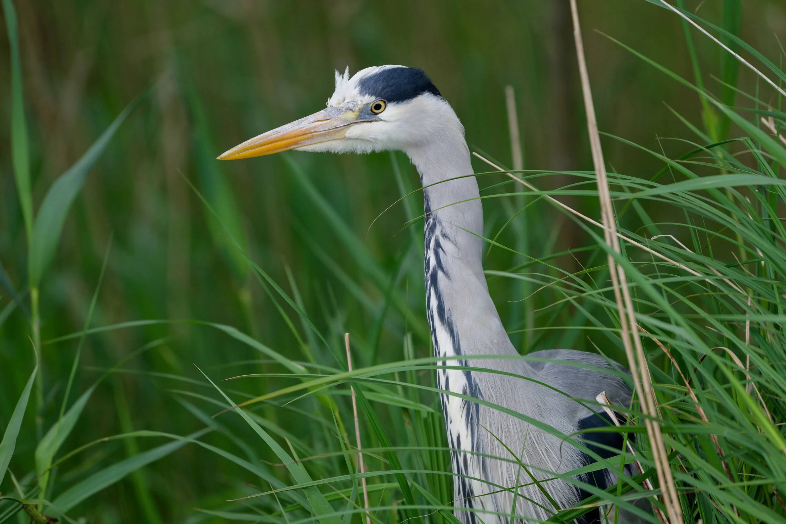 Grey Heron (WB030)