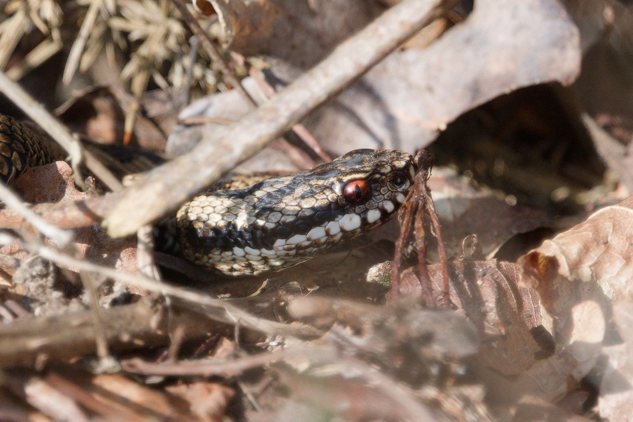 Adder 79 - 5/3/2026