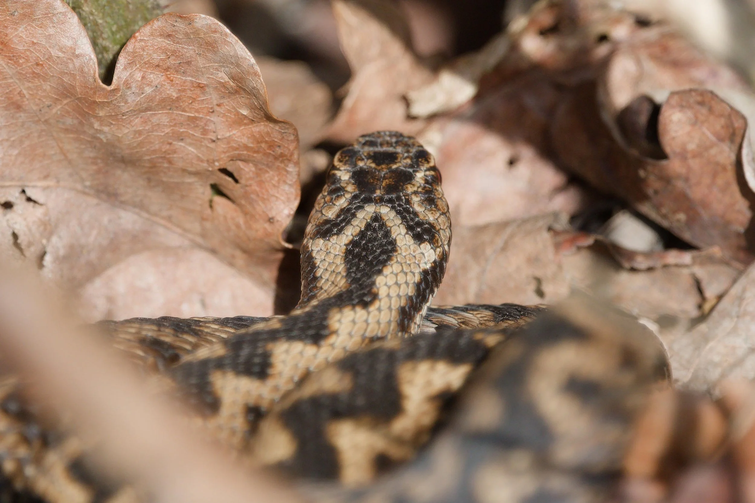 Adder 79 - 5/3/2026