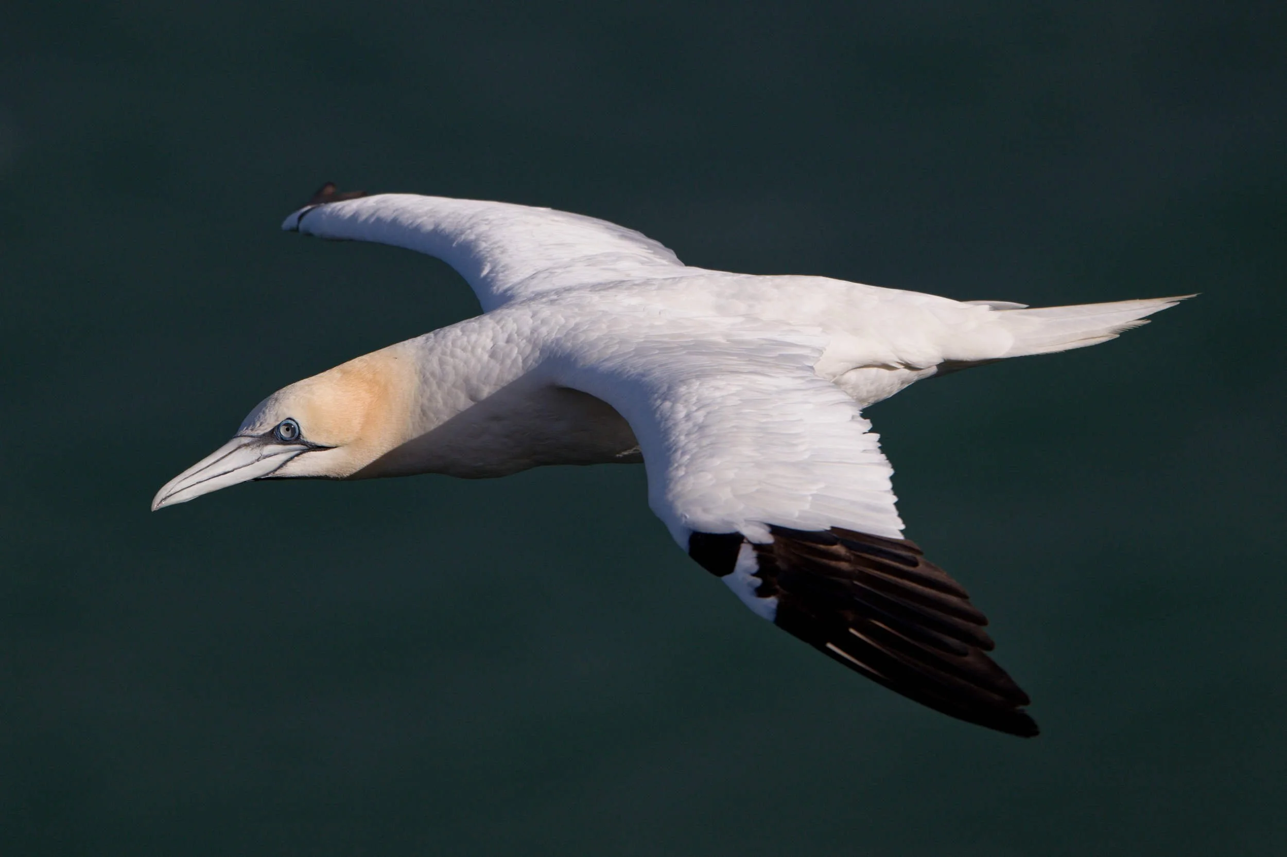 Gannet in flight (WB039)