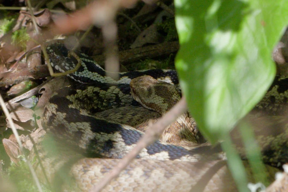 Adder 86 - 7/4/2026