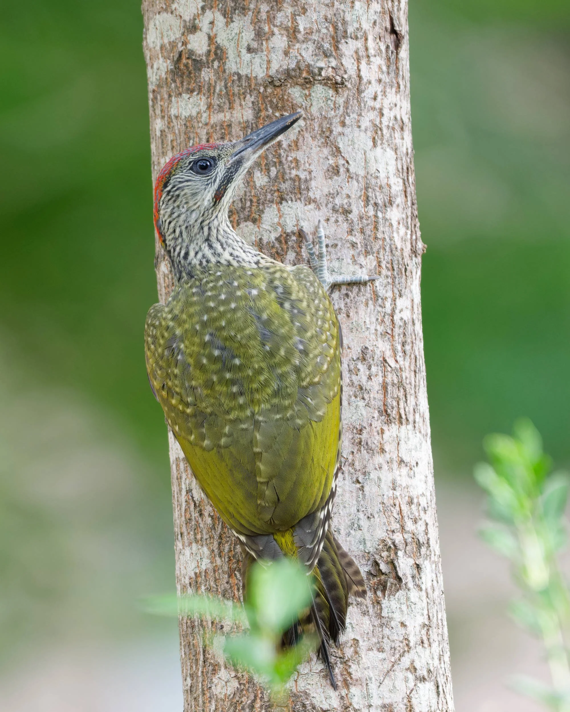 Green Woodpecker Chick (GW034)