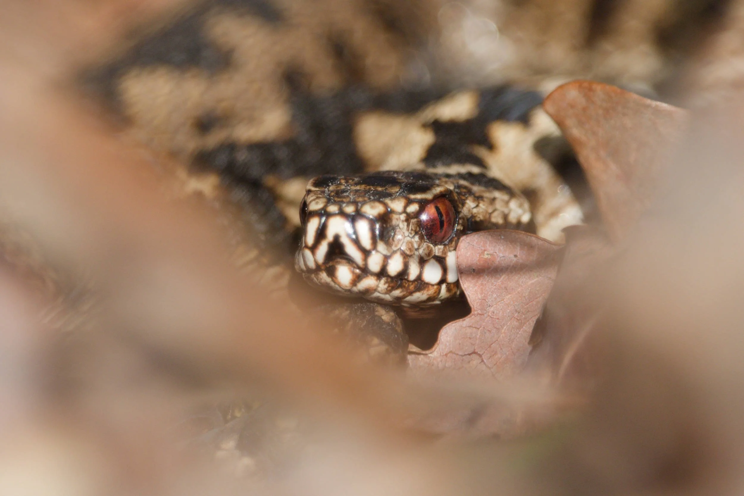 Adder 79 - 5/3/2026