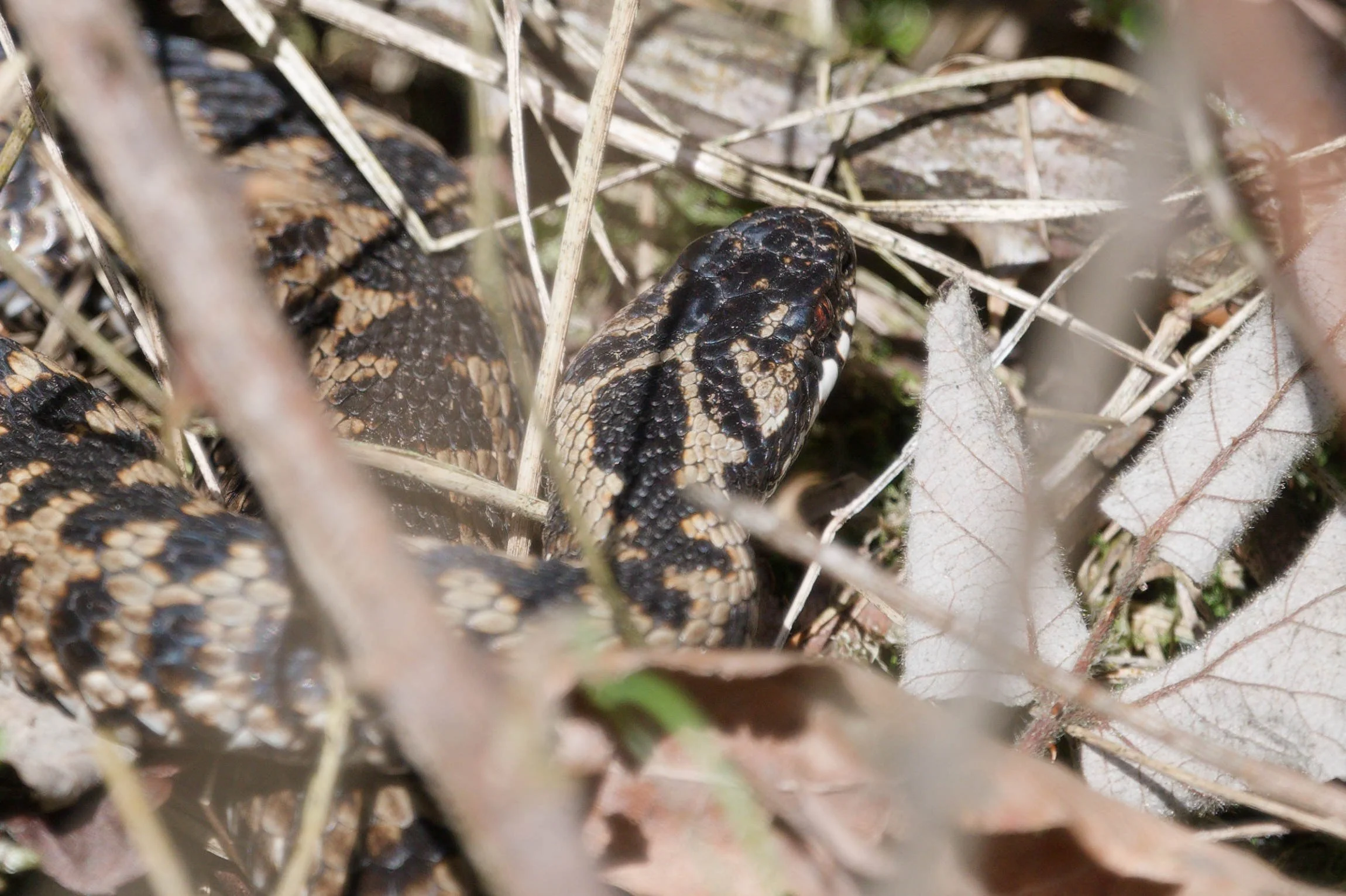 Adder 78 - 2/3/2026
