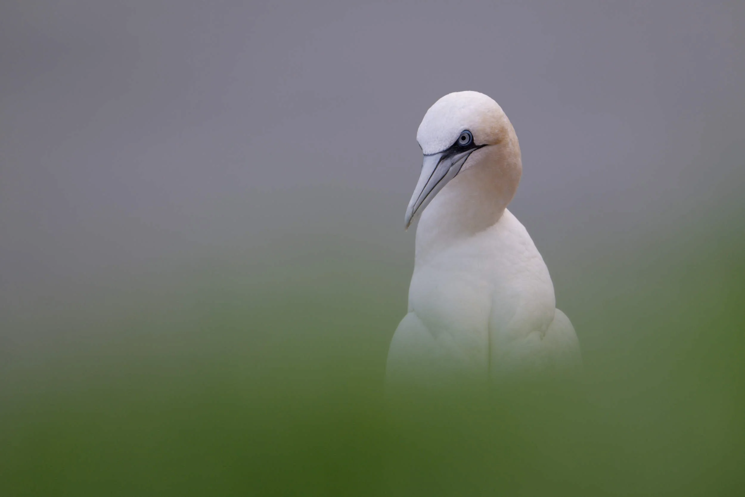 Gannet (WB030)