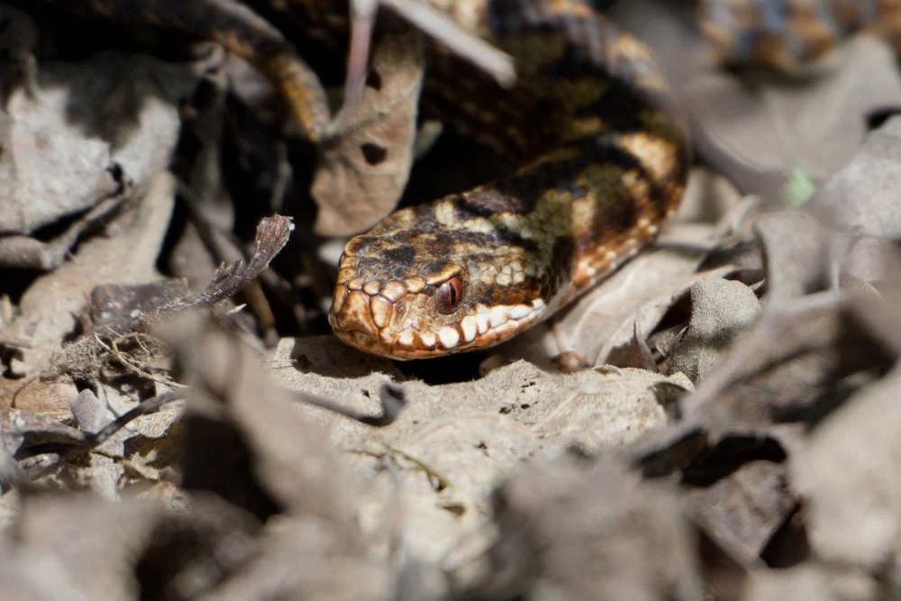 Adder 84 - 6/4/2026