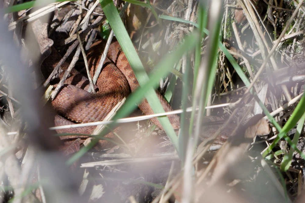 Adder 85 - 6/4/2026