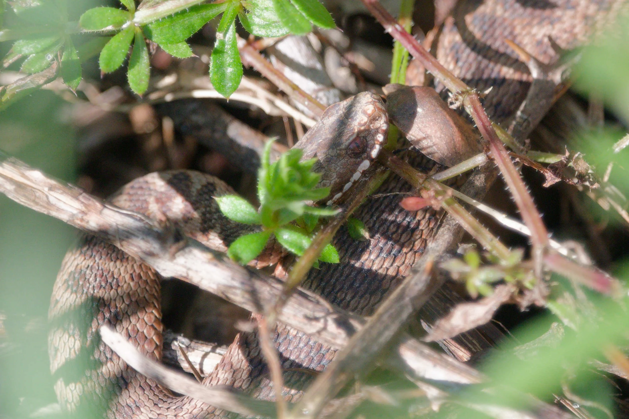 Adder 80 - 18/3/2026