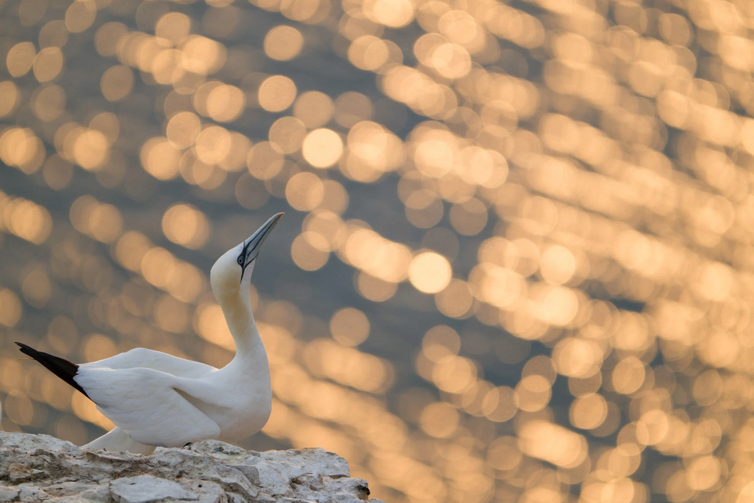 Gannet  at sunrise (WB038)