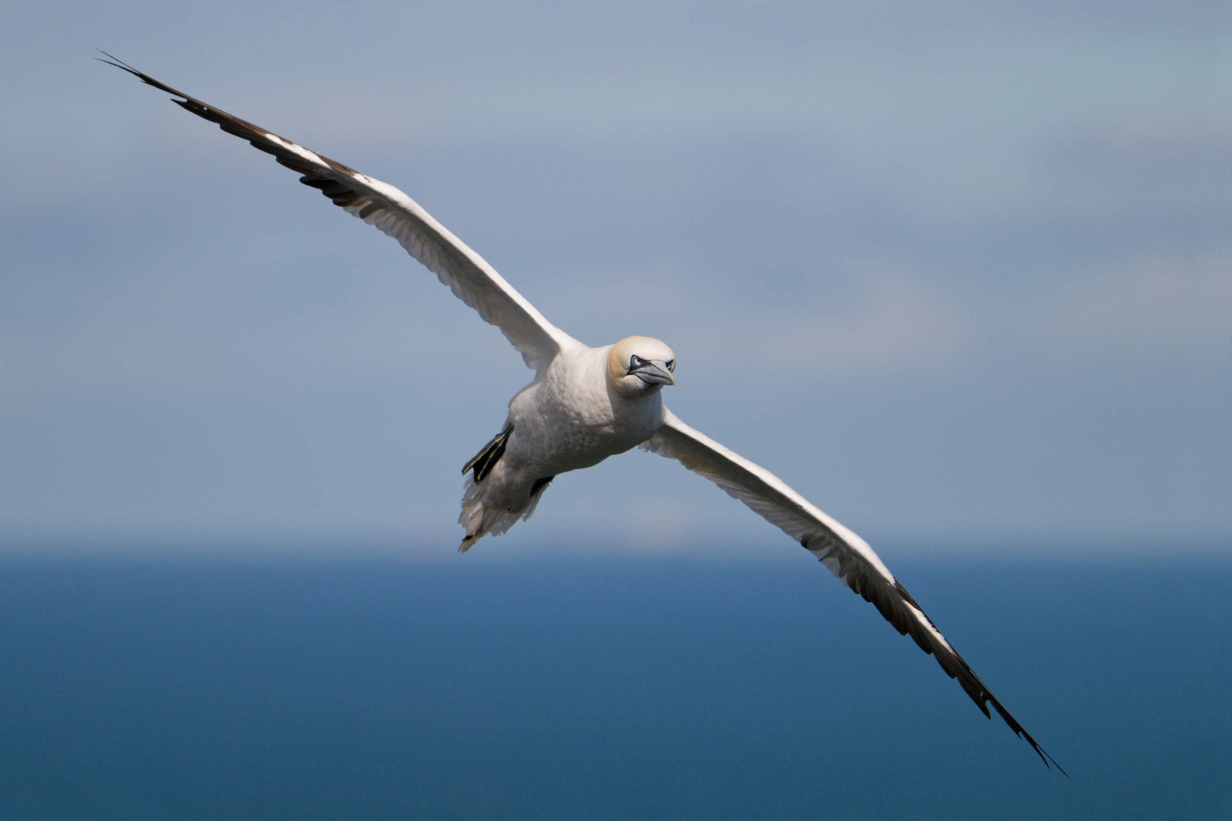 Gannet in flight (WB040)