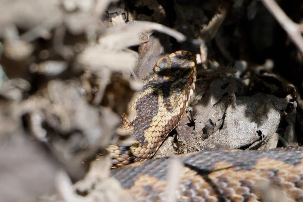 Adder 84 - 6/4/2026
