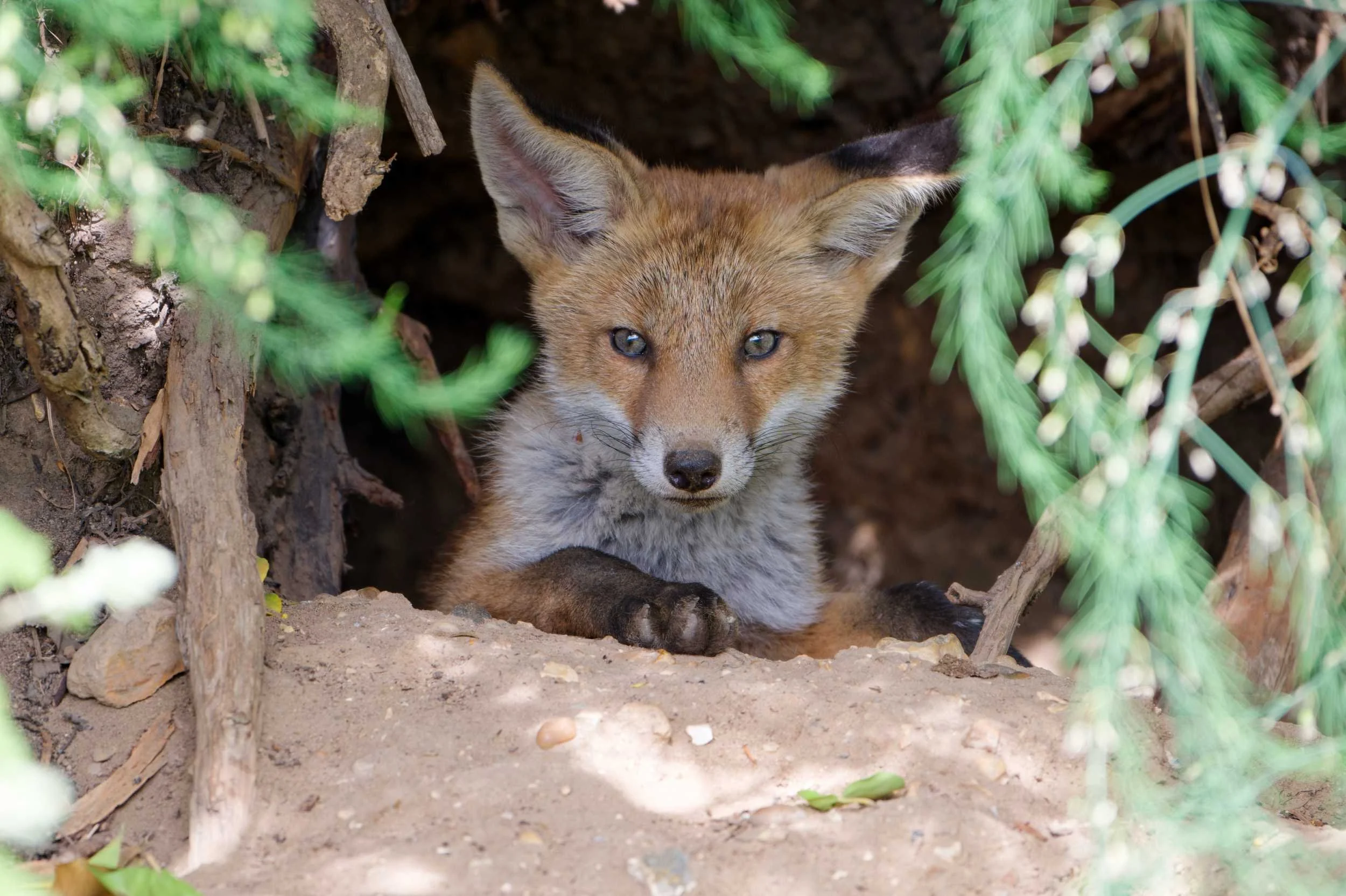 Fox Cub (MAM041)