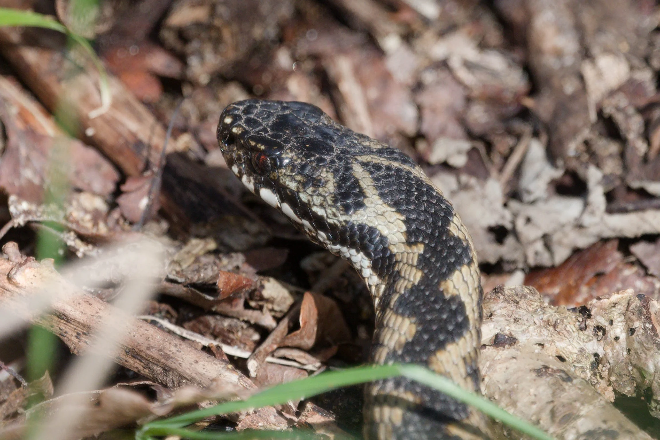 Adder 77 - 2/3/2026