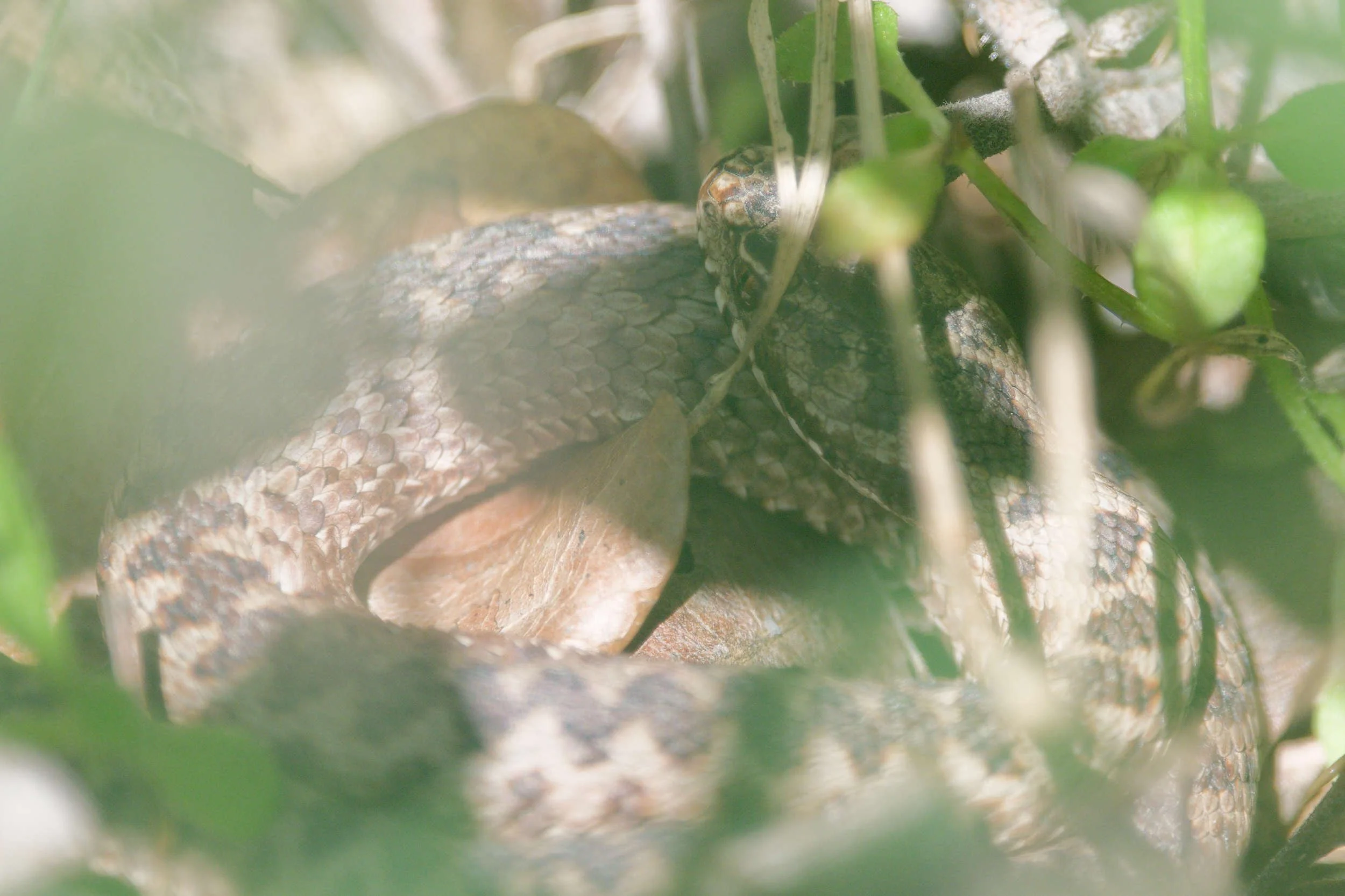 Adder 81 - 18/3/2026