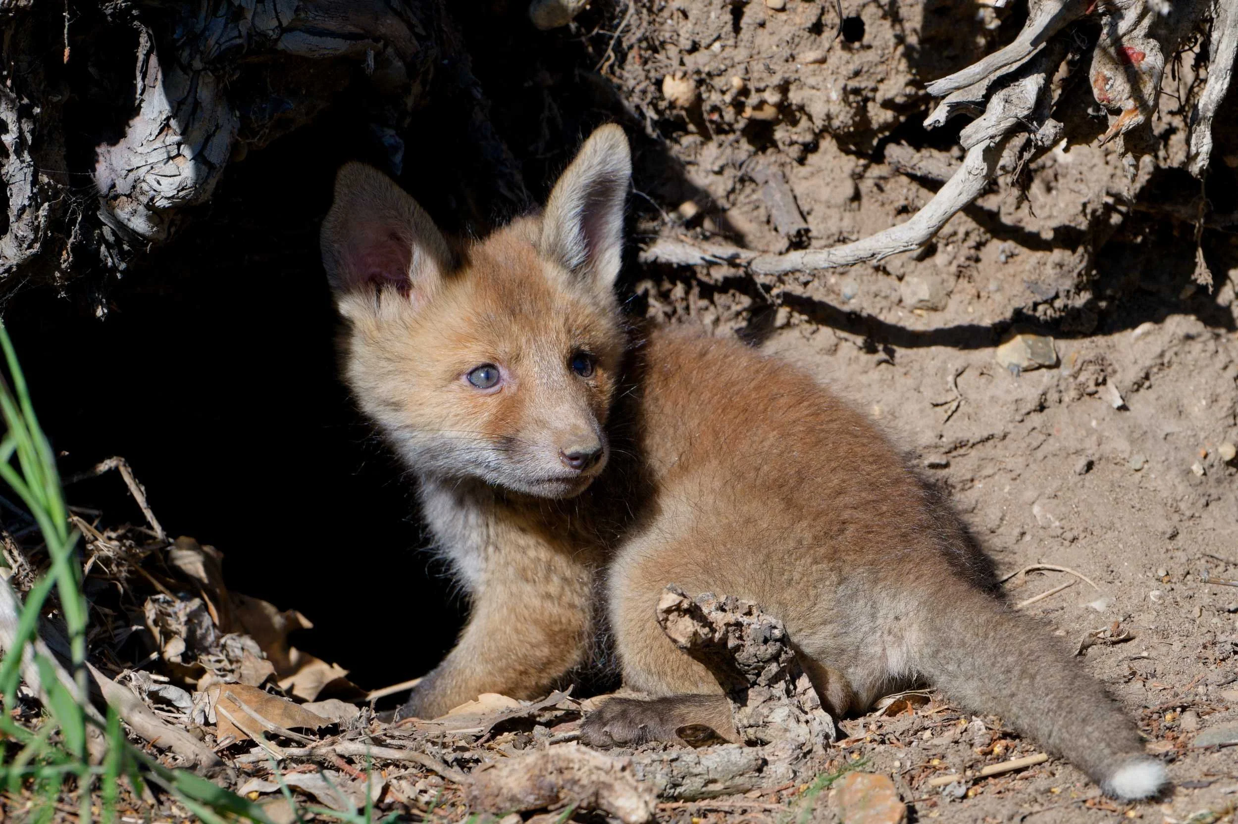 Fox Cubs (MAM046)