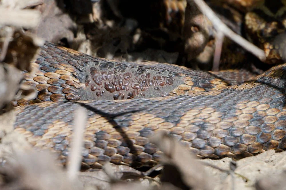 Adder 84 - 6/4/2026
