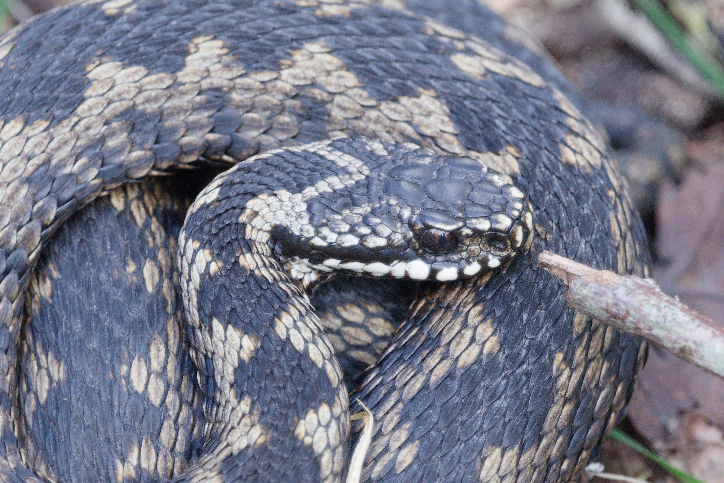 Adder 53 - 14/3/2026