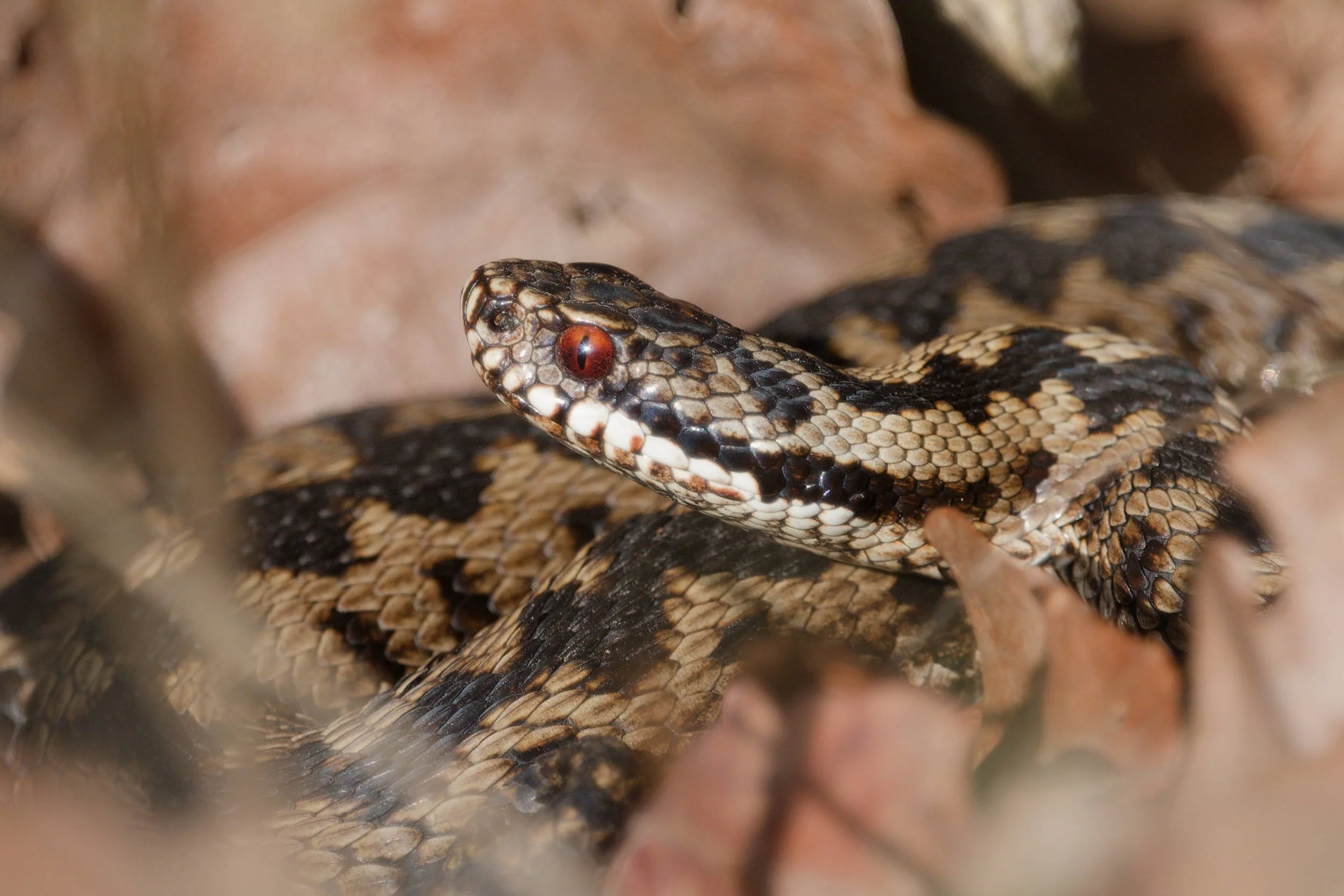 Adder 79 - 5/3/2026