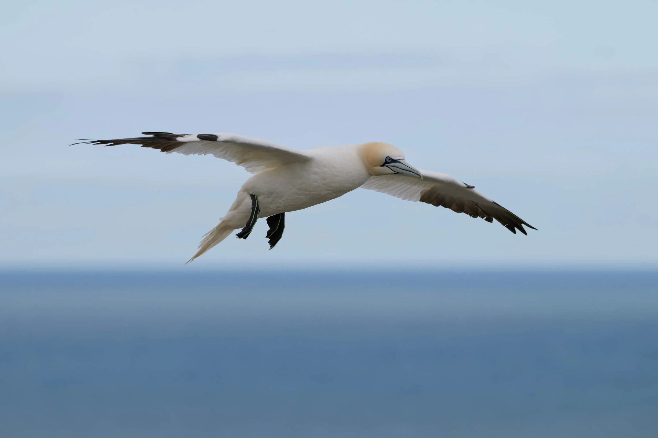 Gannet in flight (WB041)