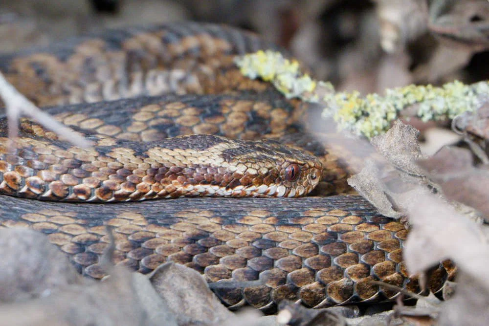 Adder 84 - 6/4/2026