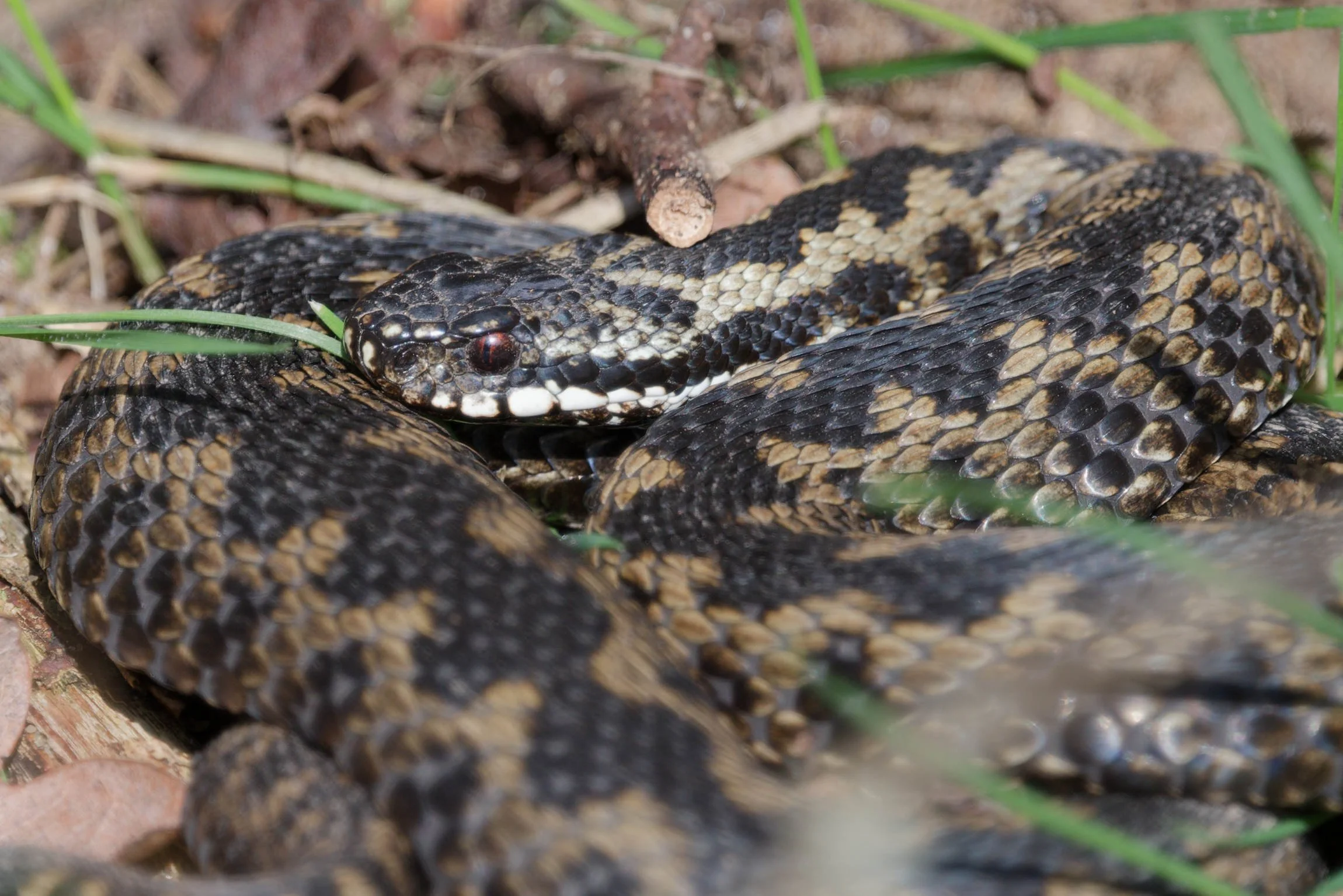 Adder 77 - 2/3/2026
