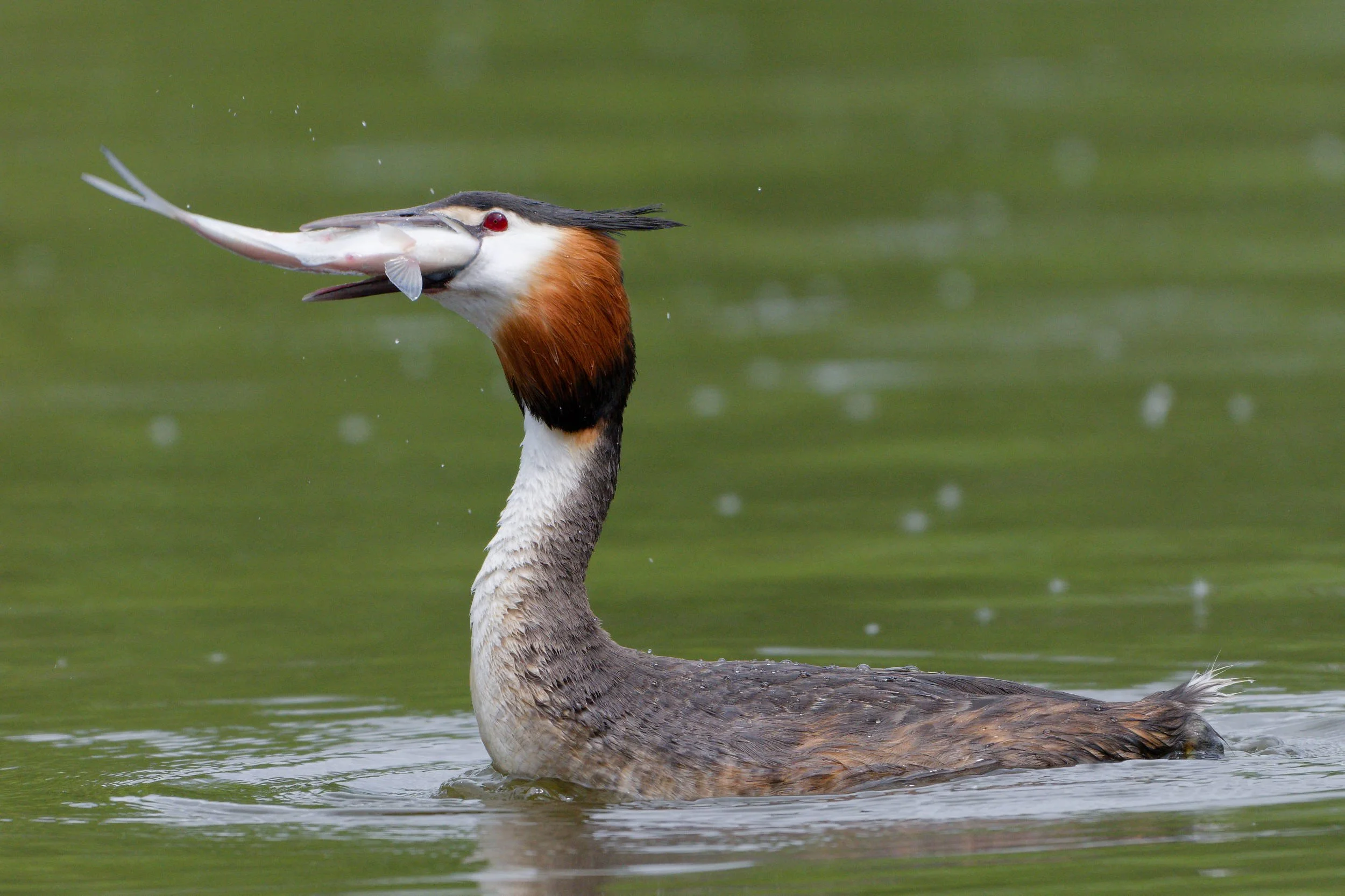 Great Crested Grebe with Fish (WB028)