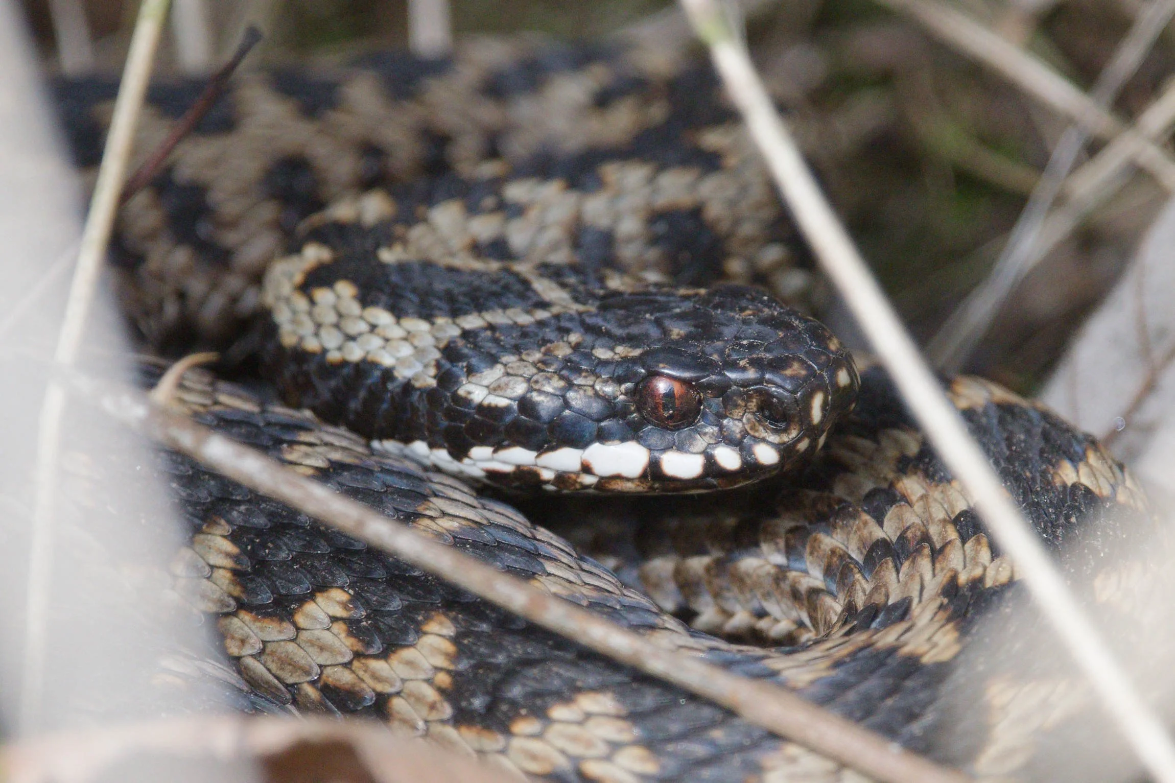 Adder 78 - 2/3/2026
