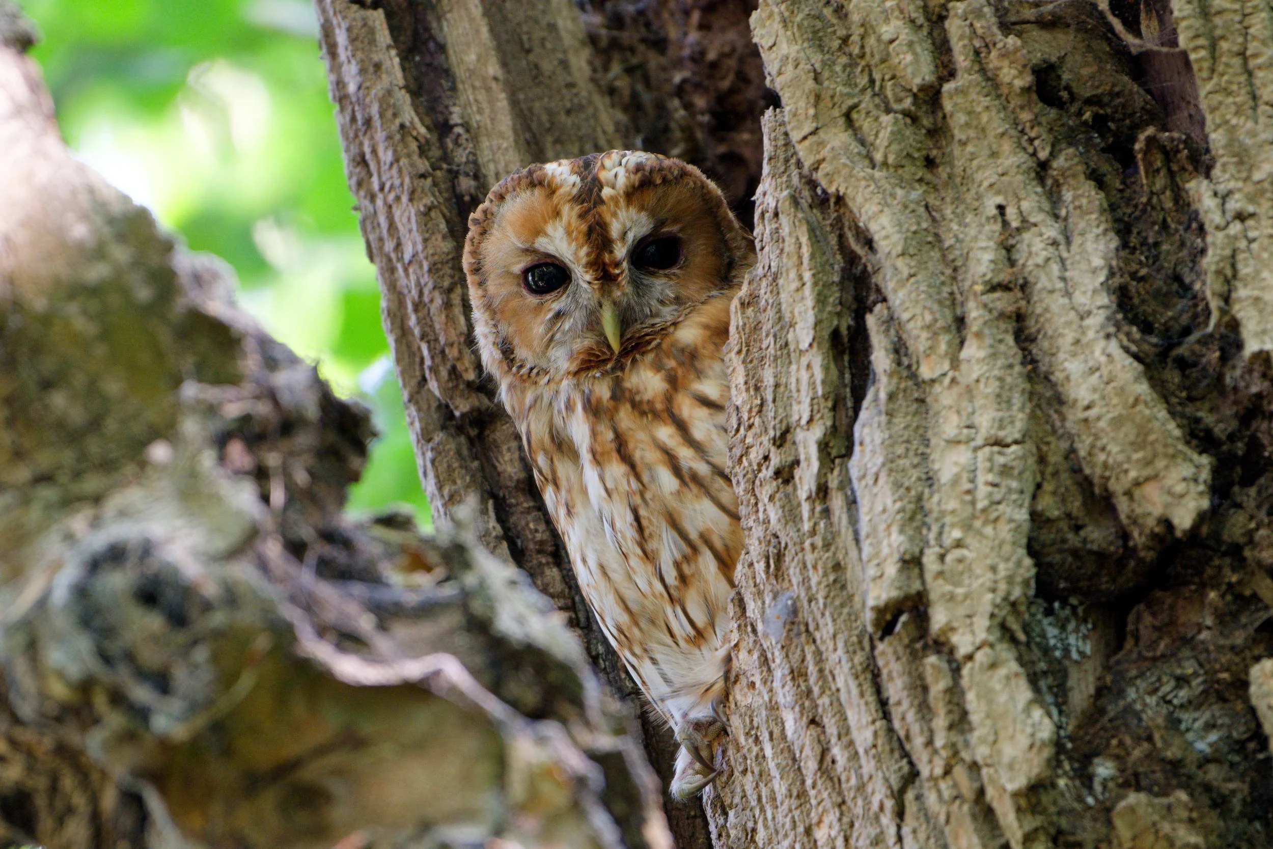 Tawny Owl (BOP018)