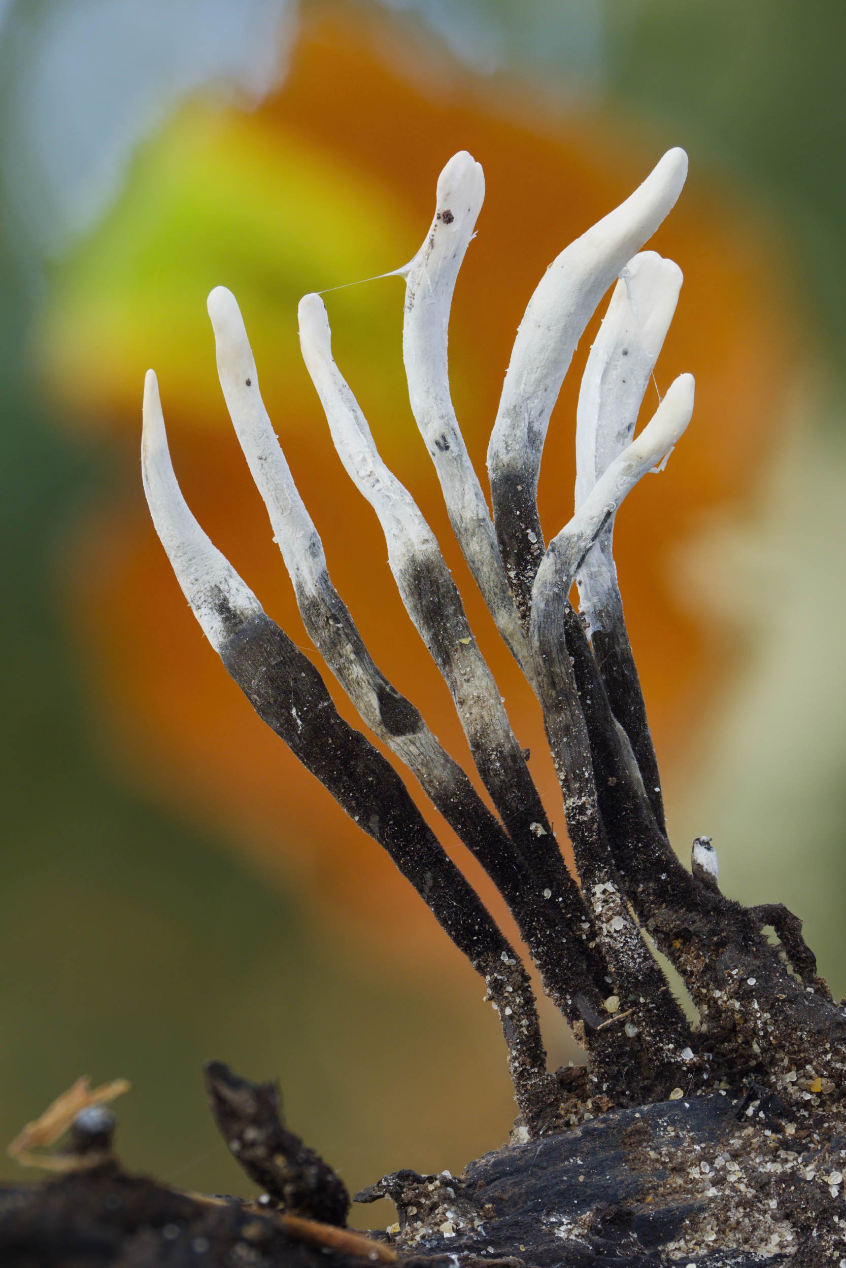 Candlesnuff Fungus (FSM017)